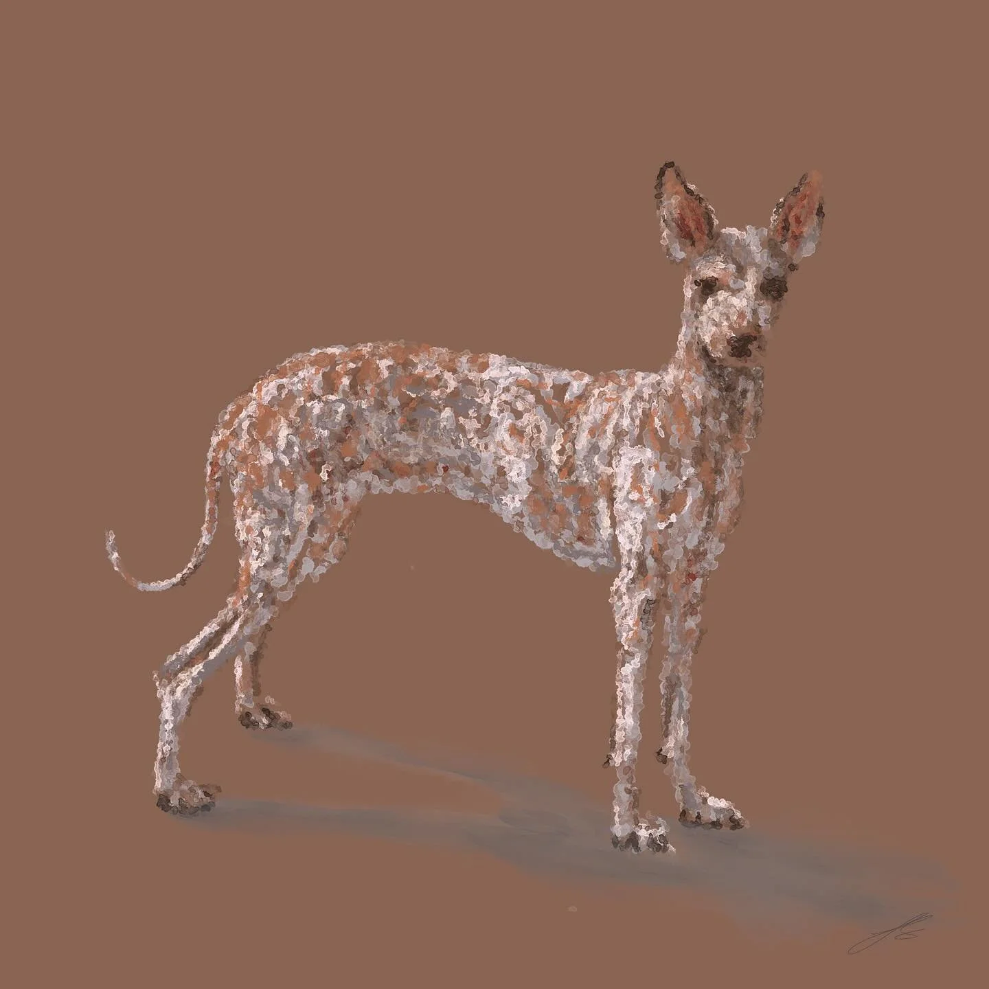 Day 10 of @dogsinaugust is the Peruvian Inca Orchid dog, and it&rsquo;s back to the ancient breeds. They are a hairless breed, although they may have some tufts on their heads, tails or feet. This is also one of the rarest breeds in the world, and da