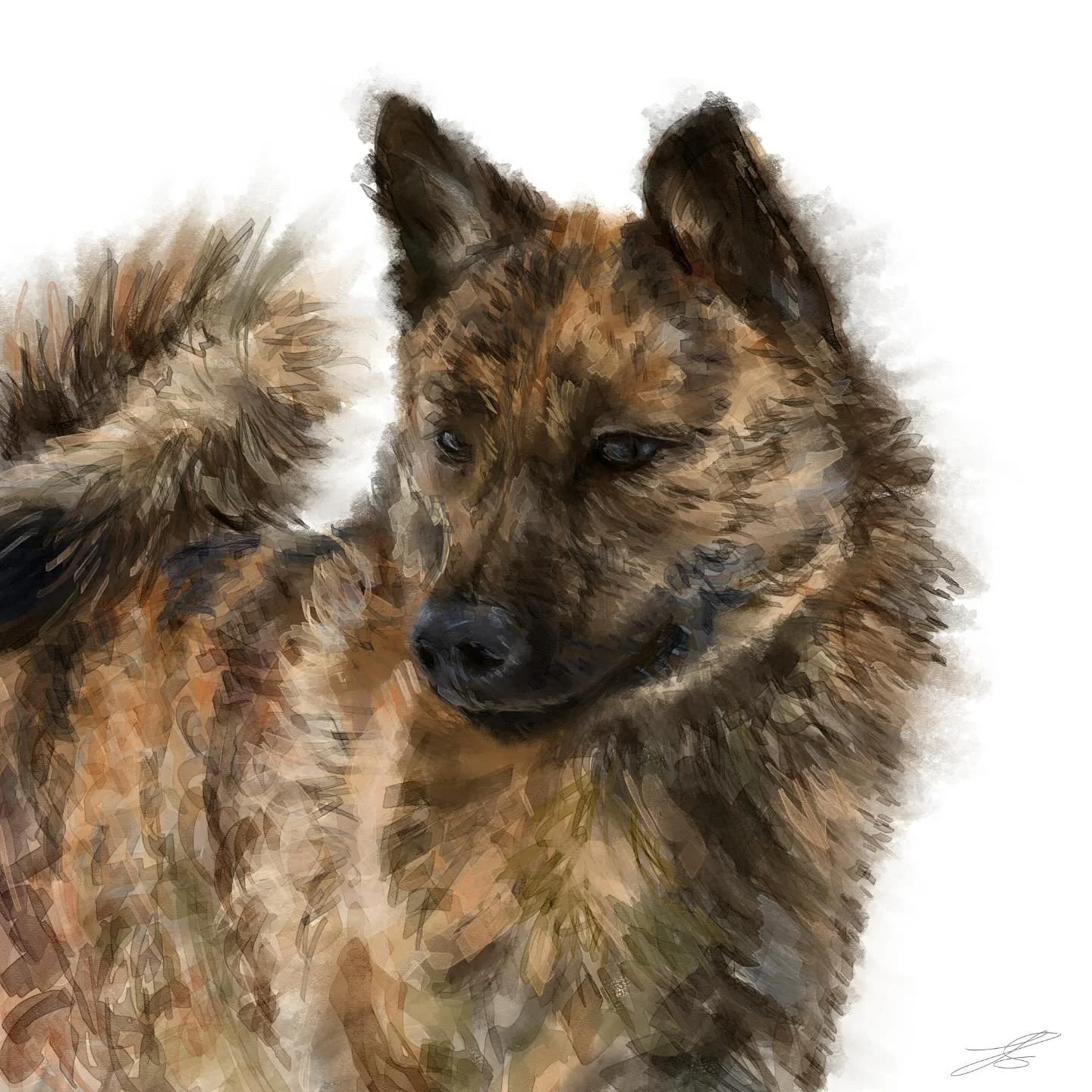 Day 7 of @dogsinaugust is the kai ken, and I&rsquo;ve gone back to a familiar watercolour style

The kai ken is a rare Japanese breed, also known as the tiger dog because of its brindle stripes. It was originally bred to hunt deer and boar in steep m