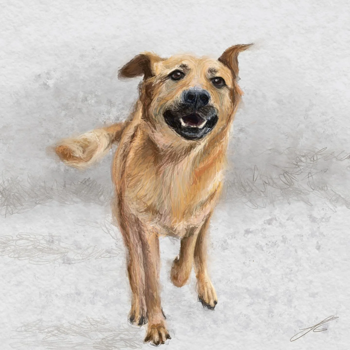 I had one more contribution to the #doggust2025 drawing challenge that I hadn&rsquo;t posted

Here it is, the Chinook. A rare dog breed developed in the early 20th century by one man determined to create the ideal sled dog.

#artyismymiddlename #dogg