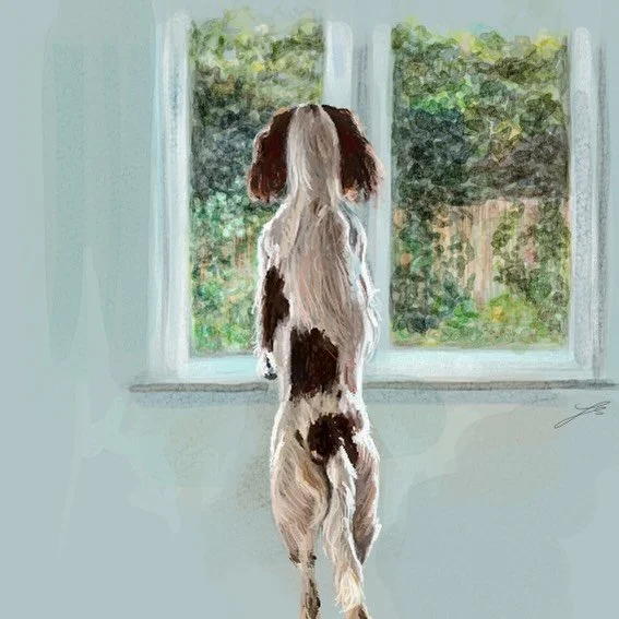 When it&rsquo;s too hot and you&rsquo;re being confined inside, but you still have bird watching to do.

Watercolour style sketch summing up how Daphne is feeling about the new routine

#artyismymiddlename #sprockerspaniel #petportraitsartist #dogpor