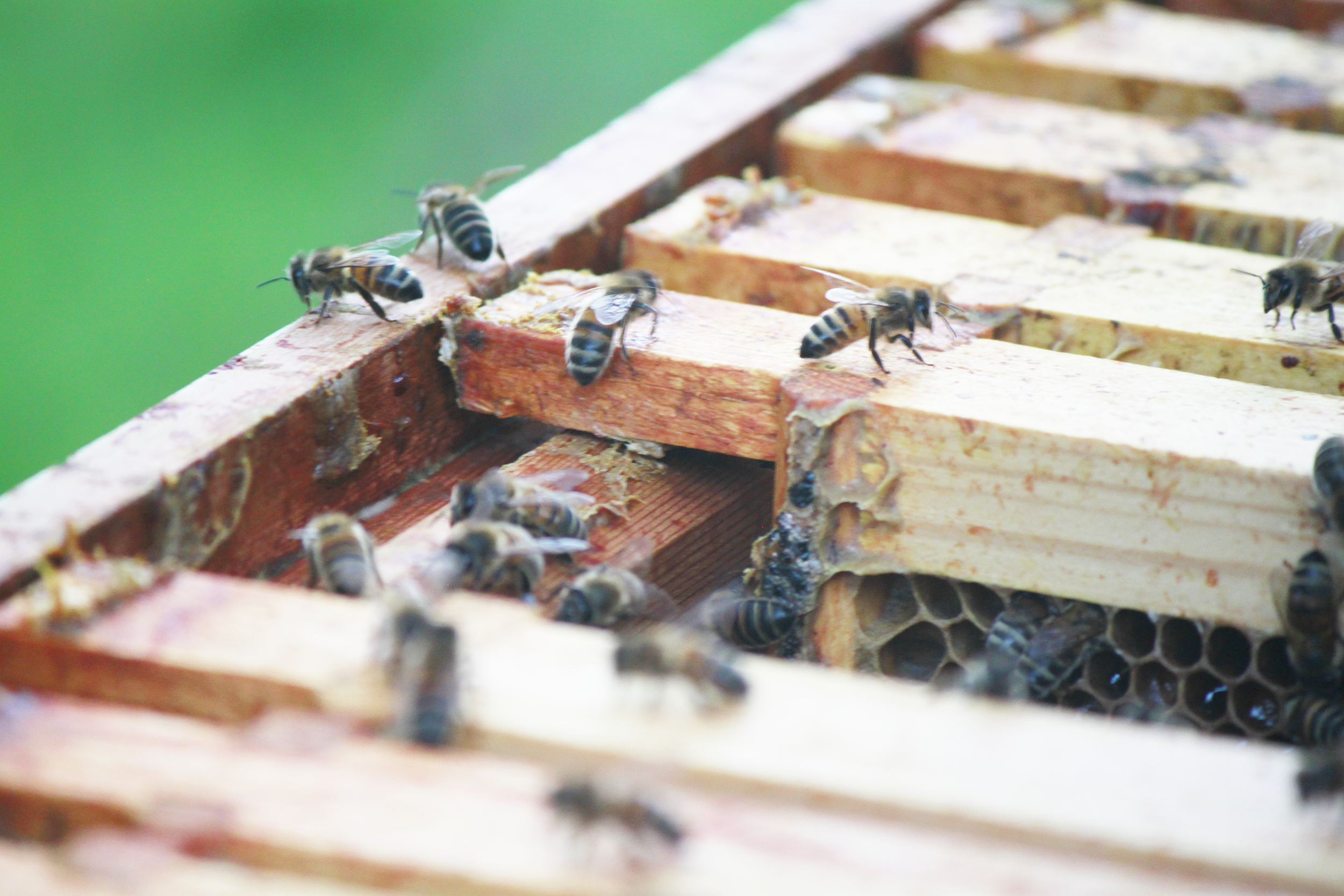 Summer House Bees.png