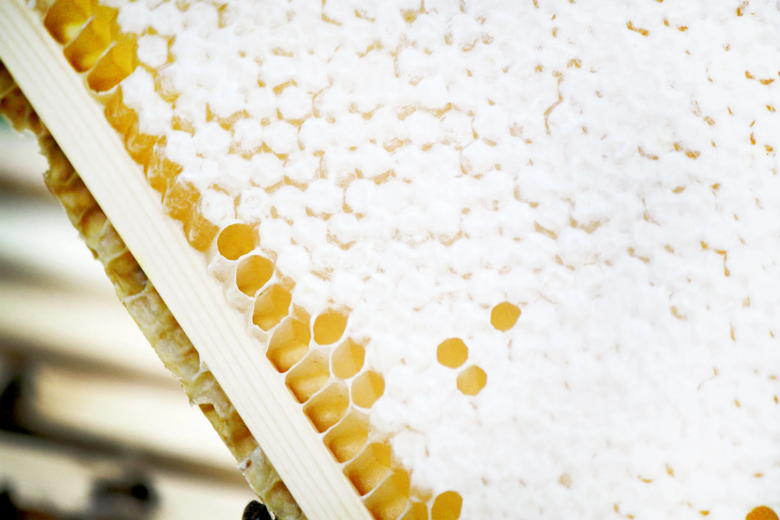 Summer House Honey frame.jpg