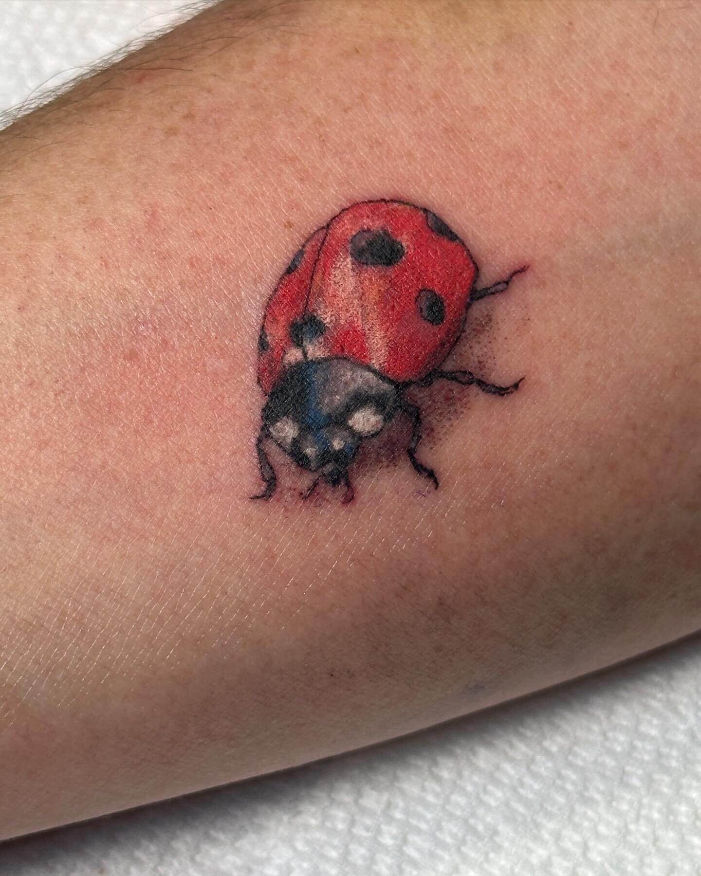 #ladybug 
 @shamrocktattoocompany
#tattoo #sabre #tattooartist
#westhartford #hartford #cttattoos #cttattooartist #ctart 
@sabretooth_tattoo