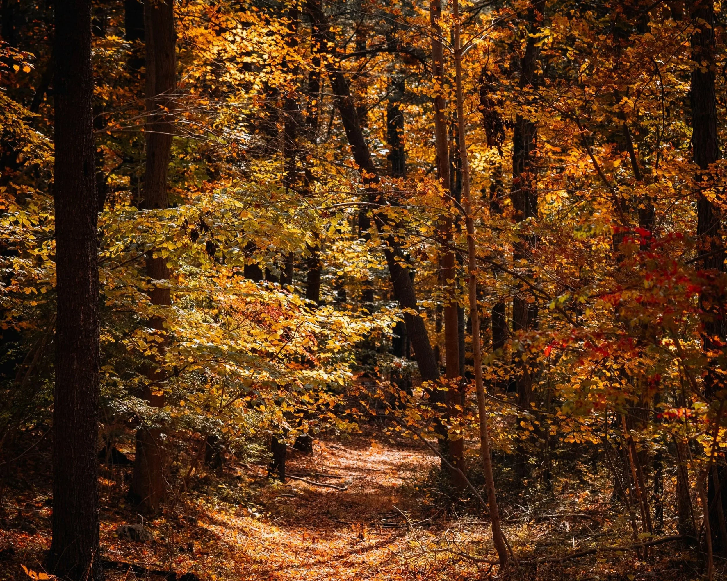 Herbstwanderung: Stäffele im Stuttgarter Süden 