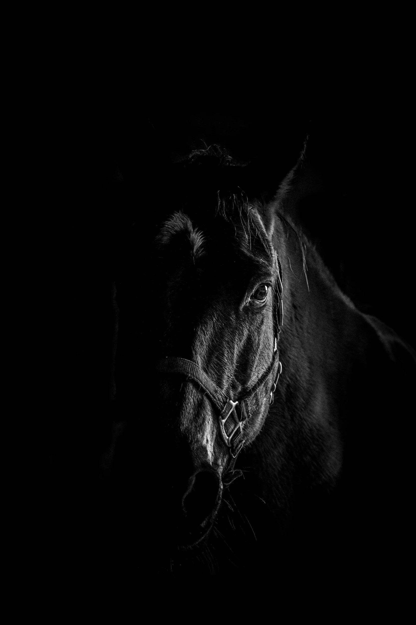 New Moon Ritual for the Year of the Horse: A Root to Rise Ceremony for Courage