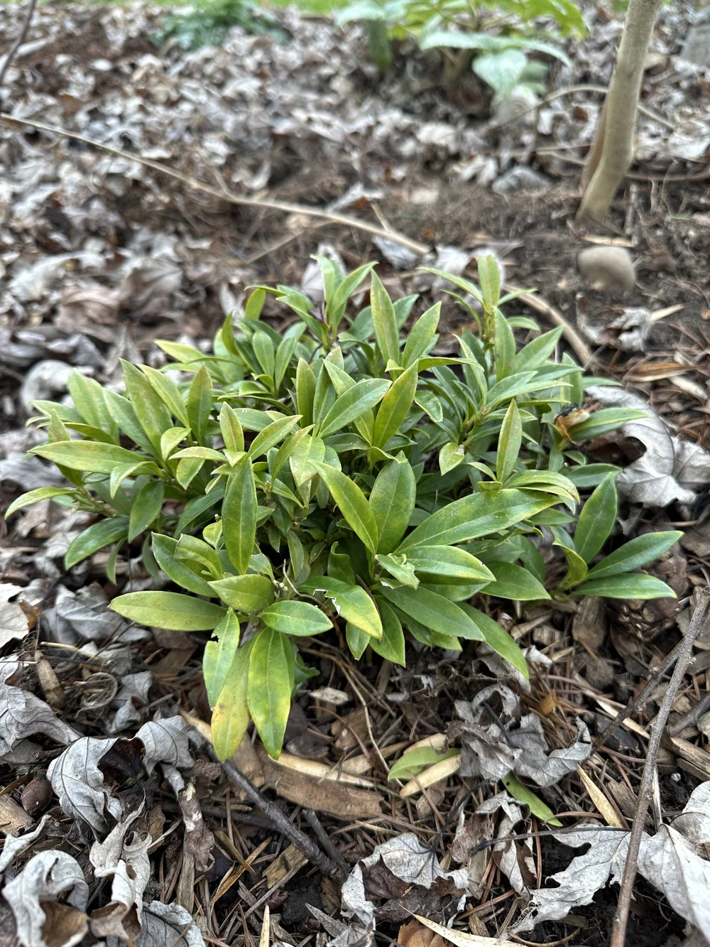 Sarcococca hookeriana humilis