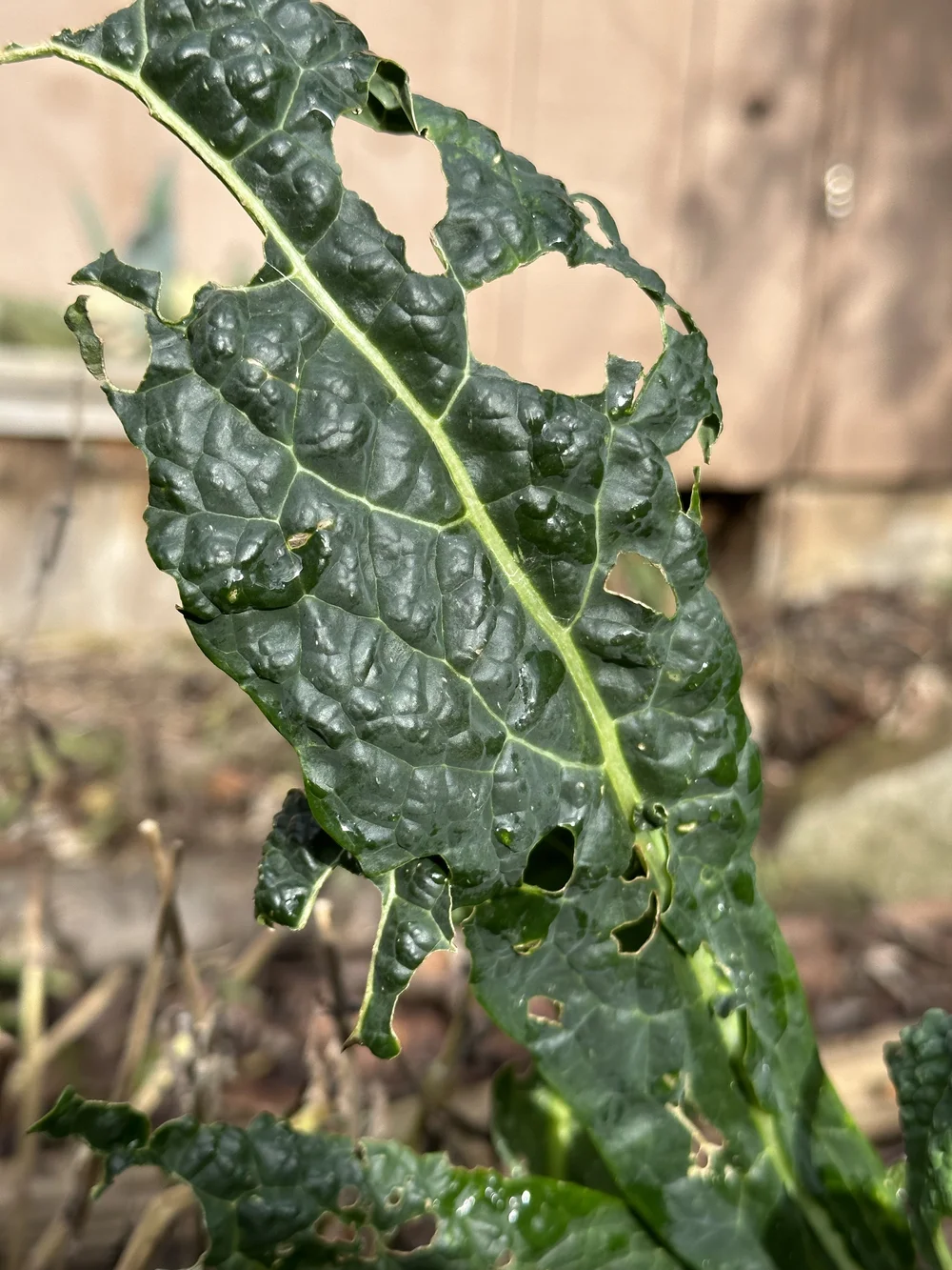 Dino kale leaf up close