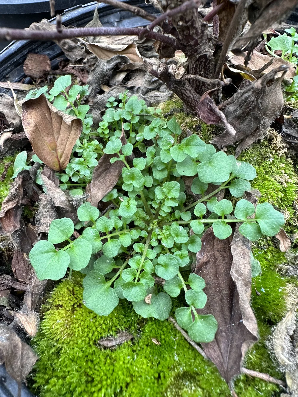 Hairy bittercress.