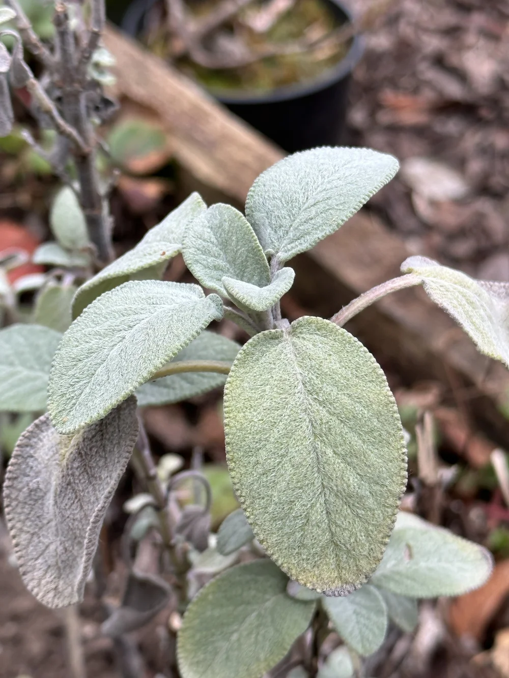 Salvia officinalis