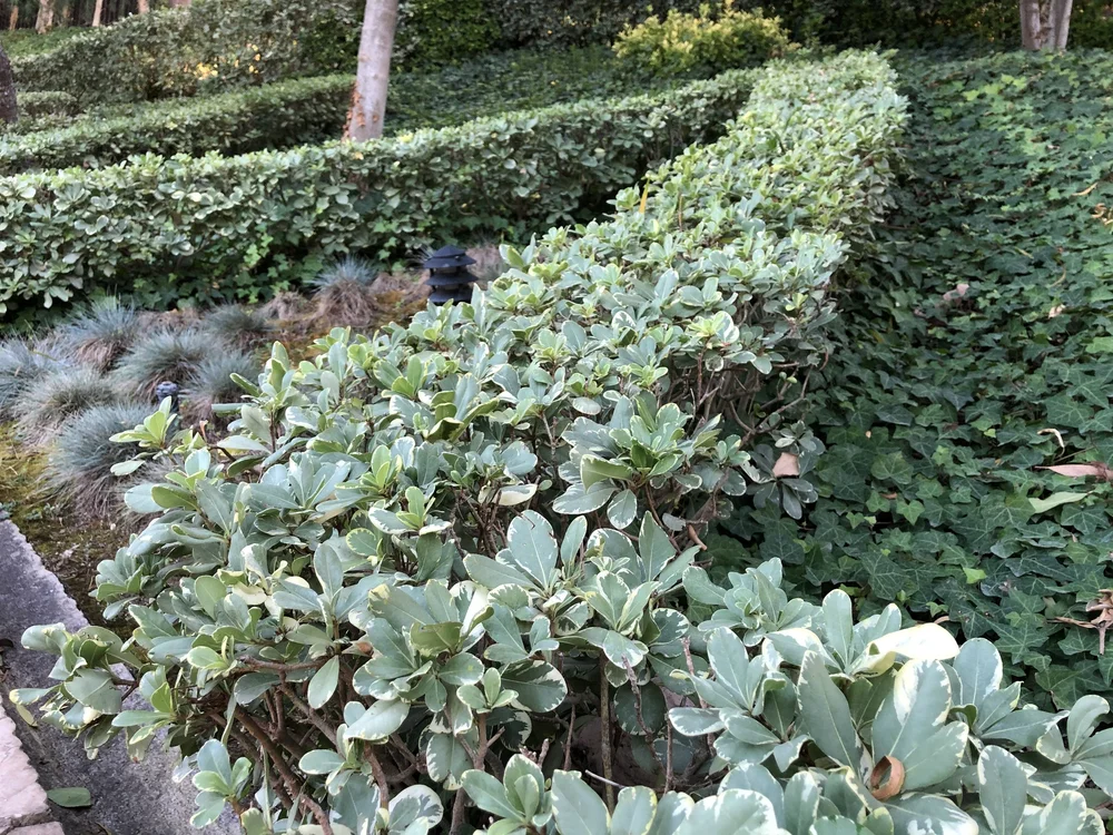 Pittosporum hedge