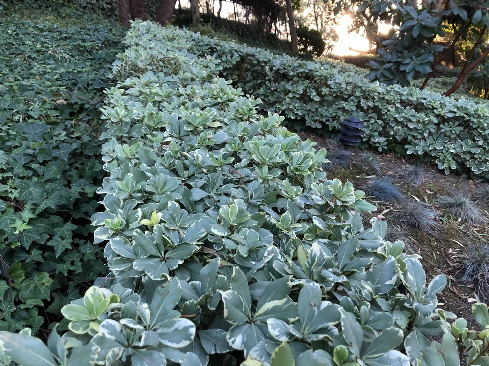 Pittosporum hedge
