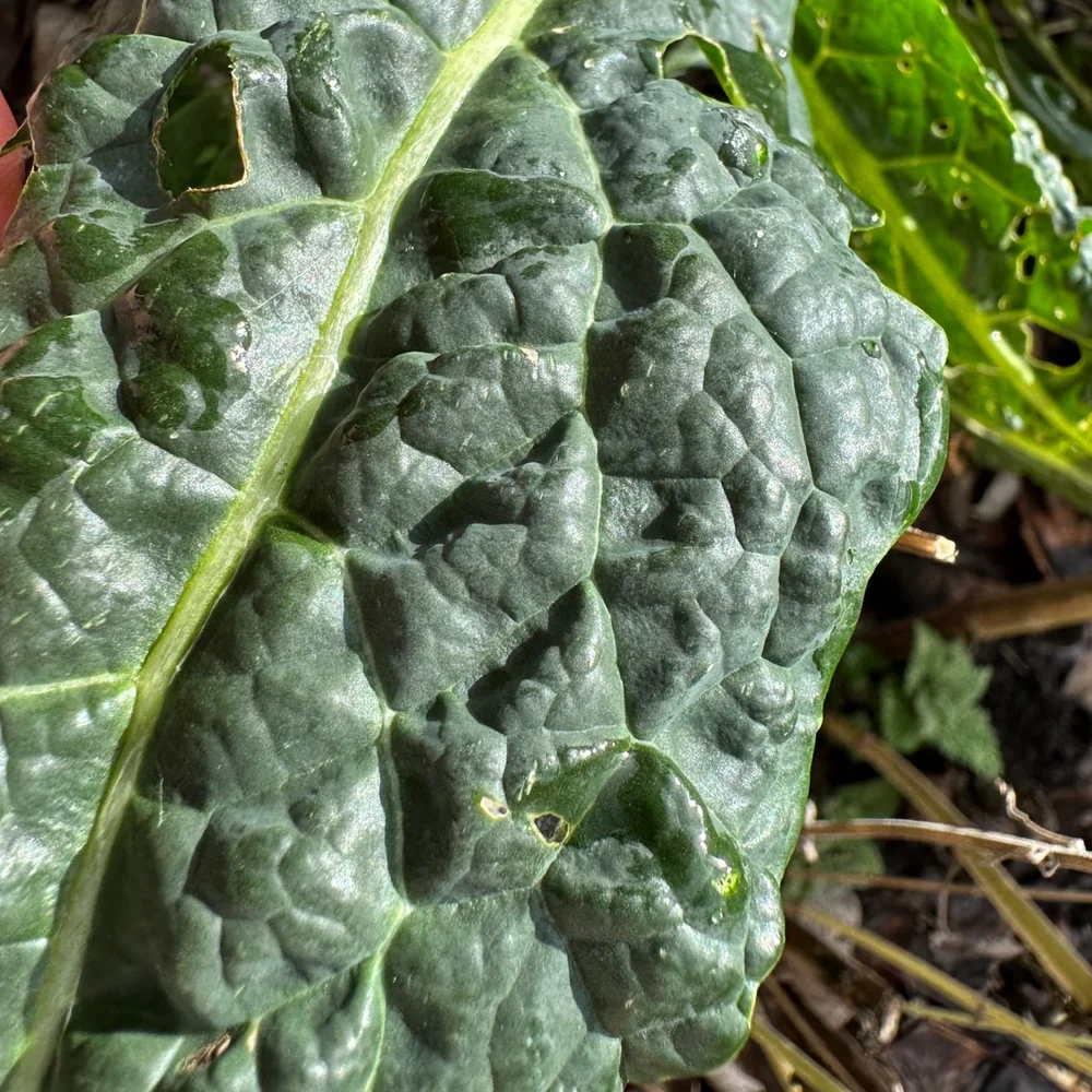 Dino kale leaf up close