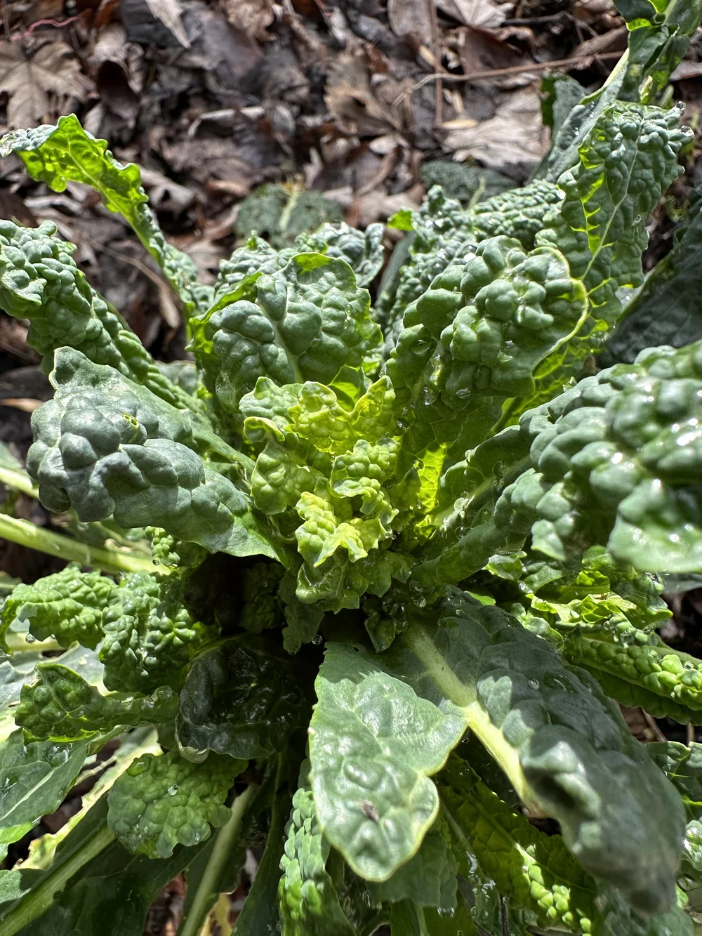 Dino kale new growth