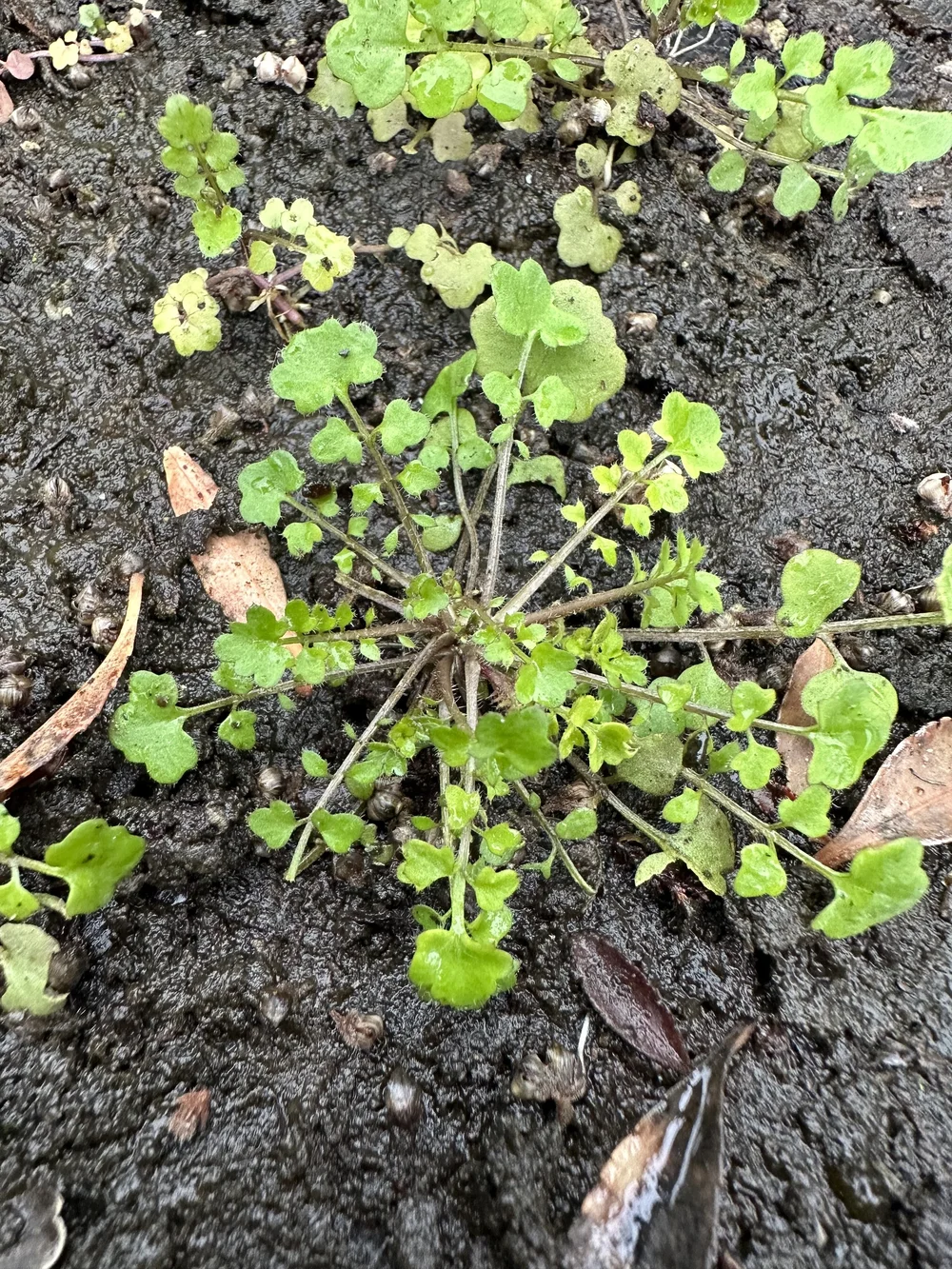 Young plant.