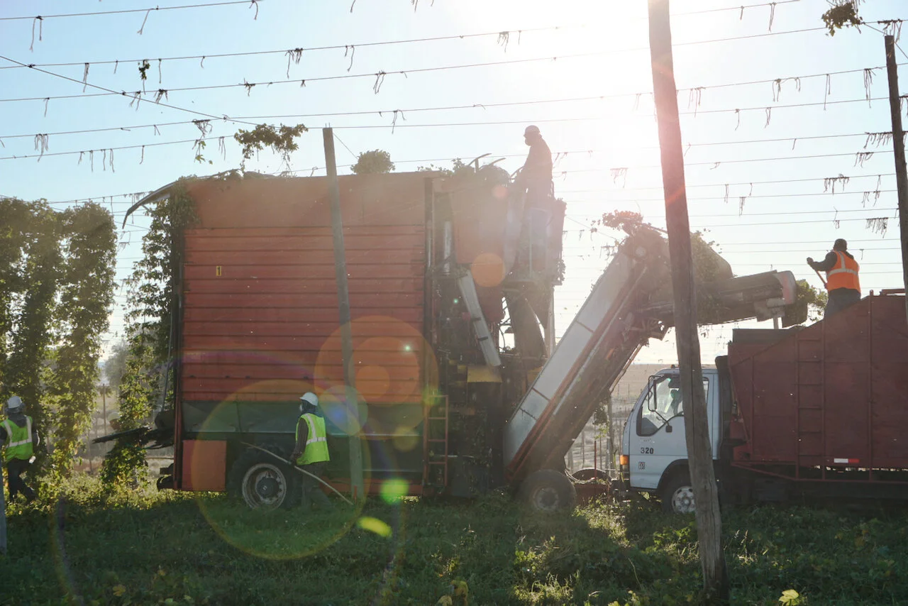 Hop-picker-at-harvest.jpg