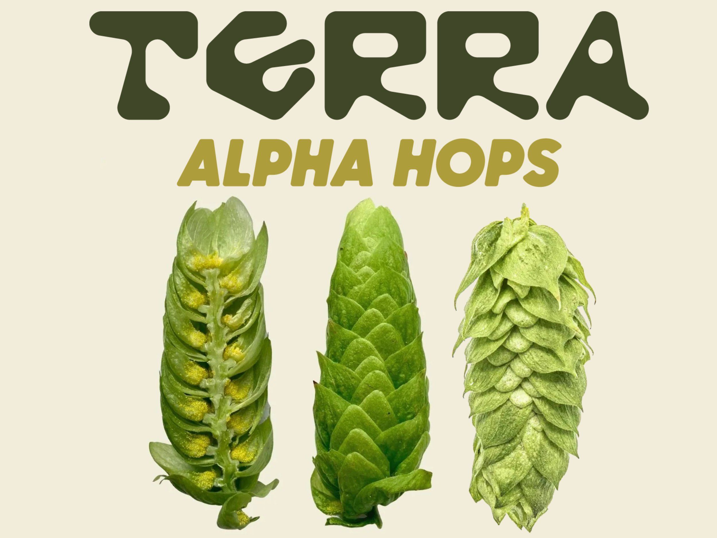 The Hop Breeding Co. announces Terra Alpha Hops series