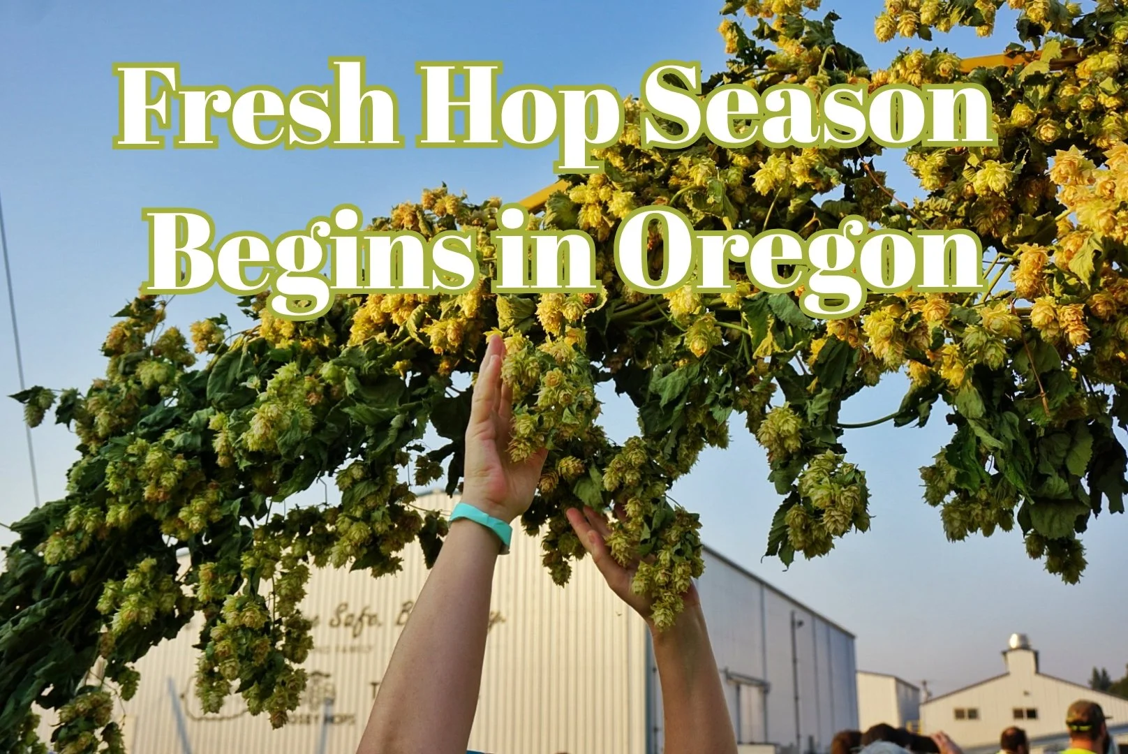 Fresh Hop Season Begins in Oregon
