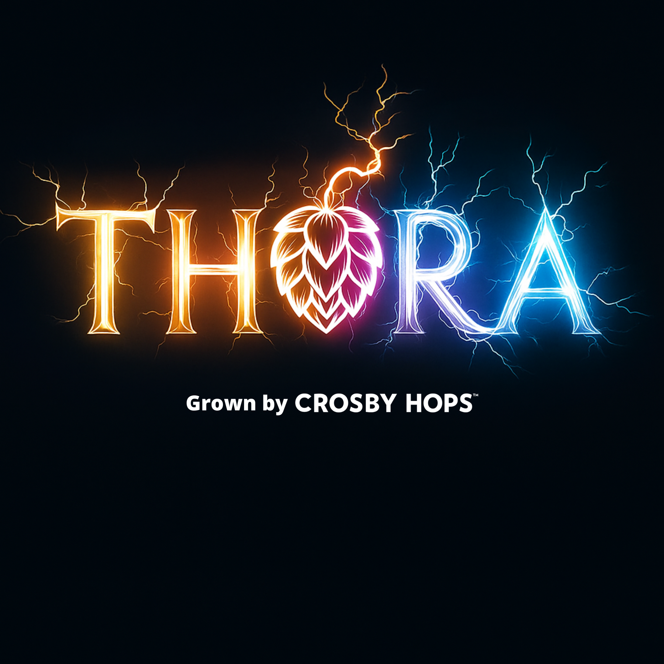 Crosby Hops supports Public Hop Breeding through Estate Grown ‘Thora’ hops