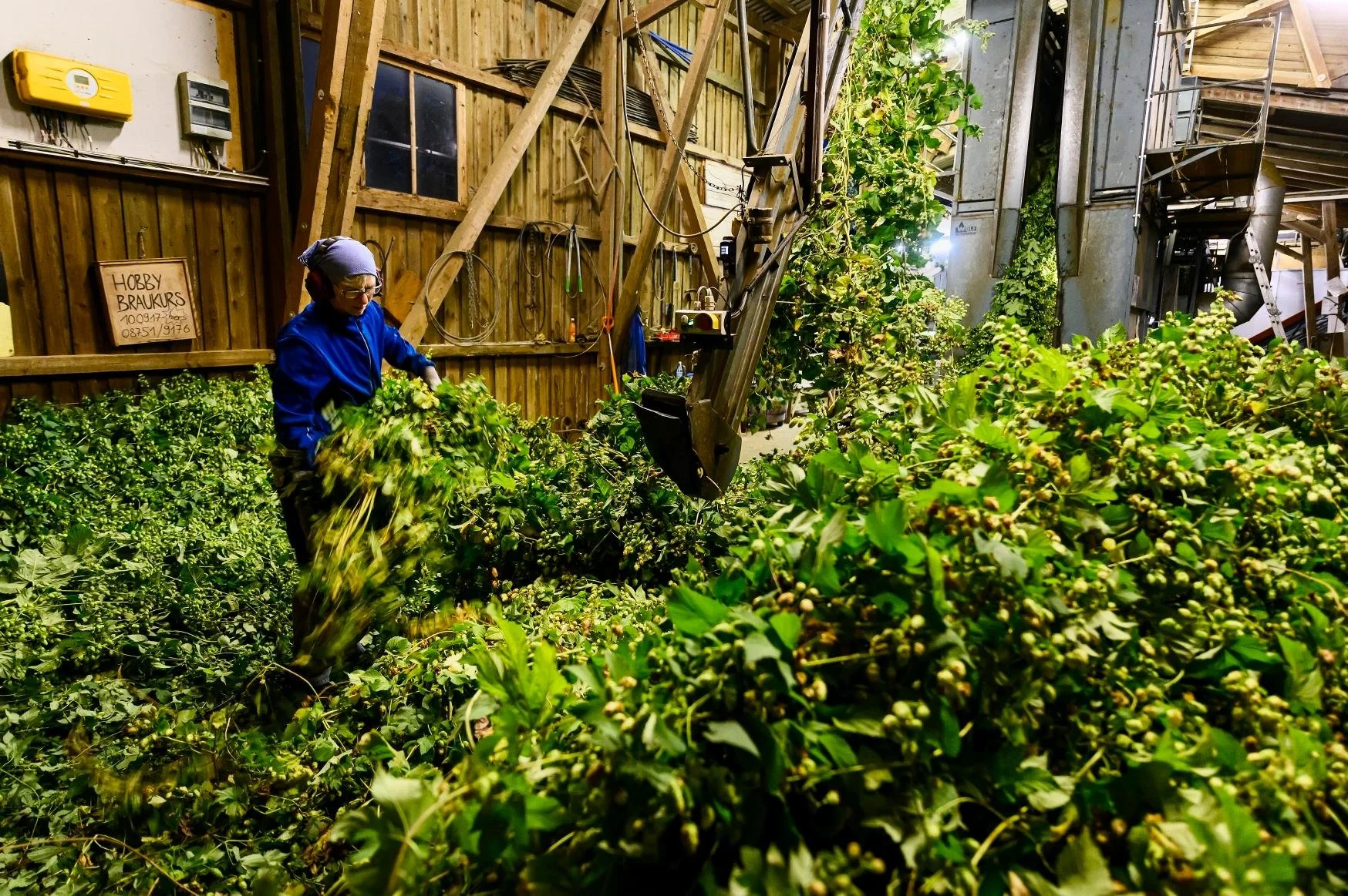 Leading German hop supplier releases 2025-2026 Global Hop Report