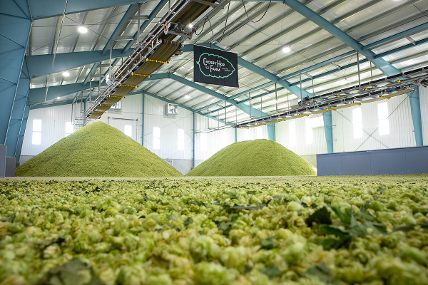 2026 Oregon Hop Harvest Looks Promising For Farmers &amp; Brewers