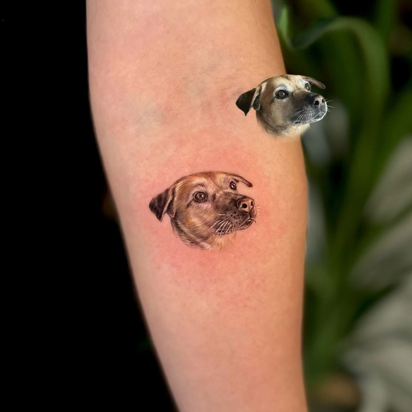 The Art of the Portrait with Iwon 🐾✨

There is nothing more special than carrying a tribute to your best friend with you forever. Our artist Iwon (@iwon_tattoopeople) specializes in high-detail pet portraits and fine-line realism right here in Toron