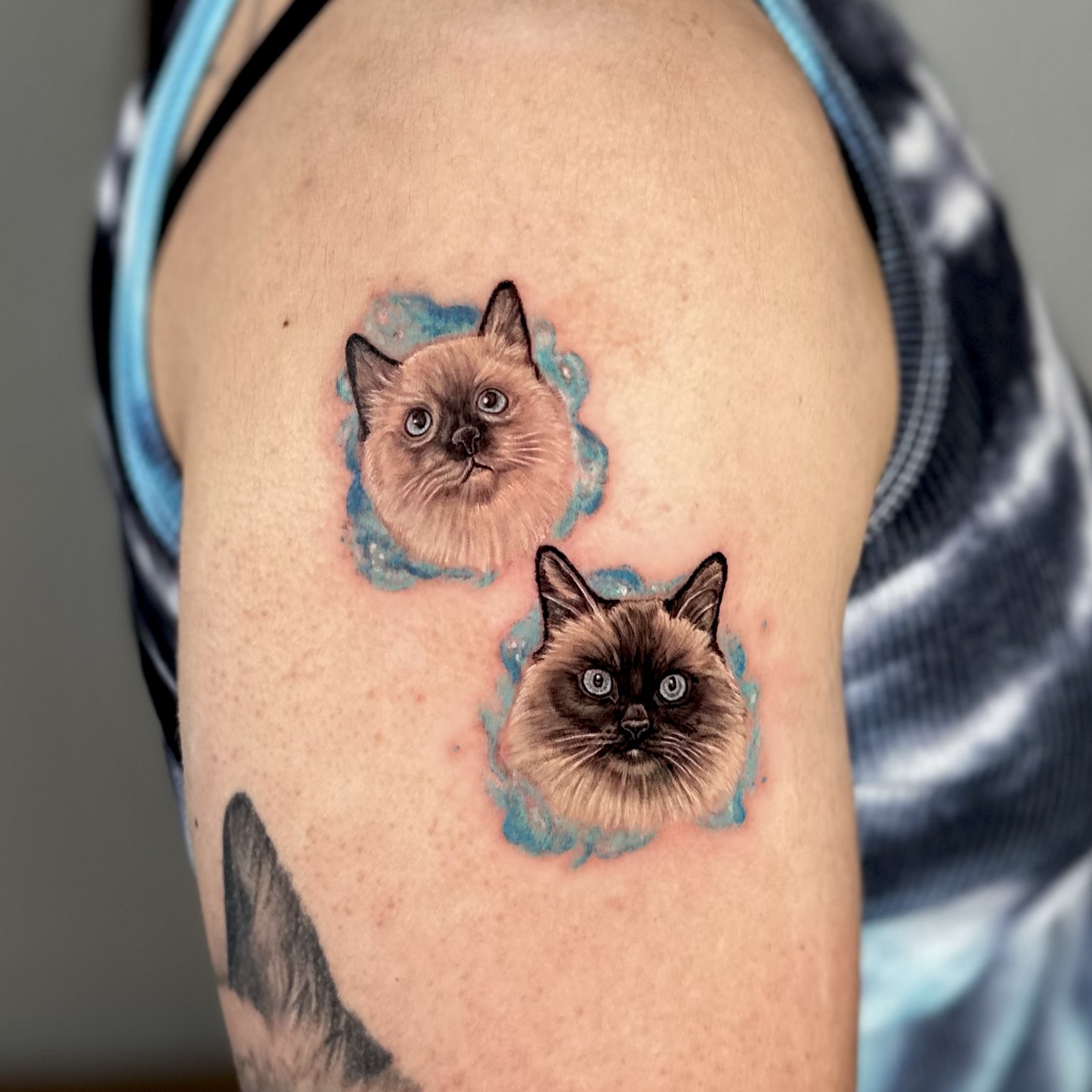 Tattoo of two realistic Siamese cat faces with blue backgrounds on a person's upper arm.