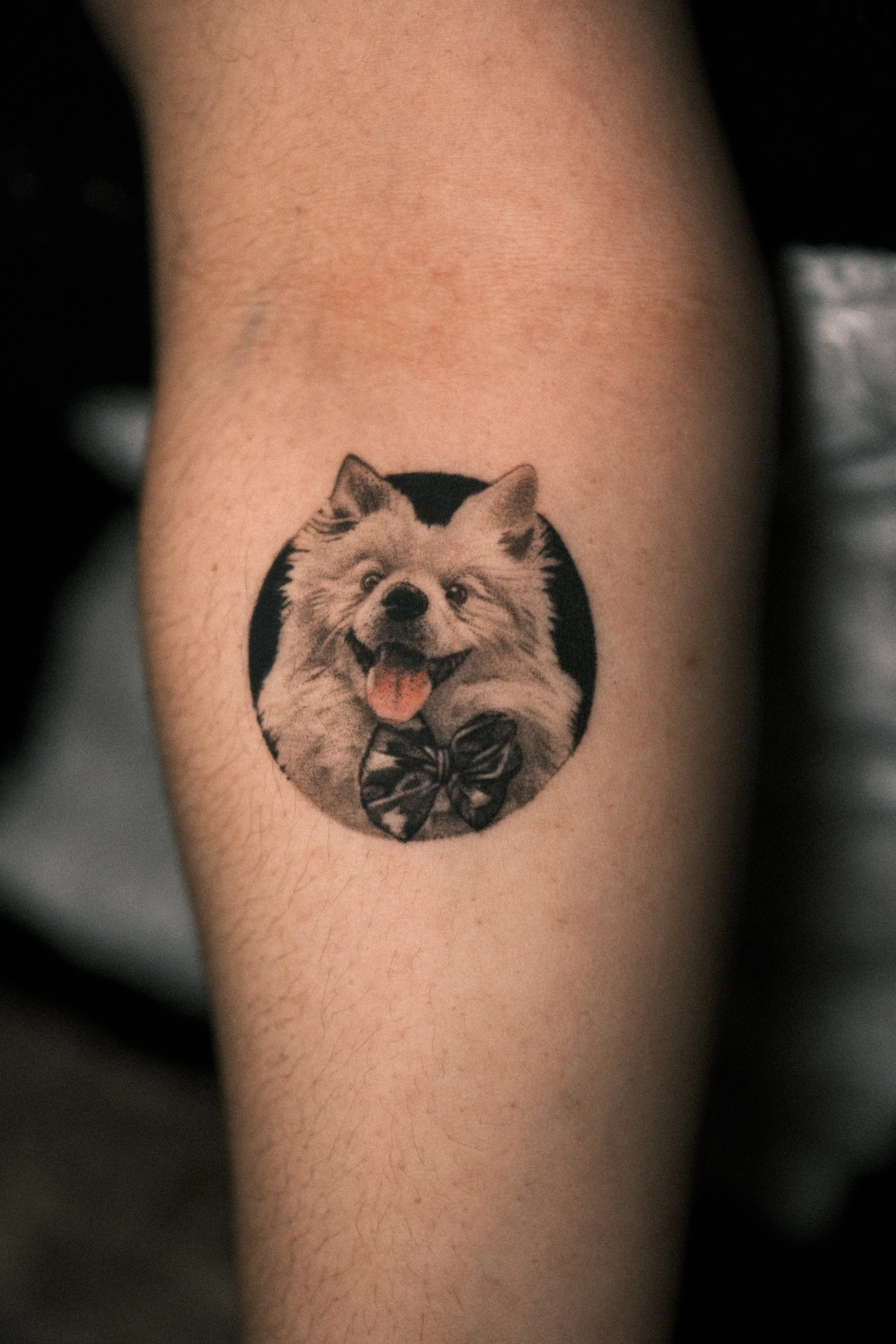 Tattoo of a fluffy dog with its tongue out, wearing a bow tie, inside a black circle on a person's skin.