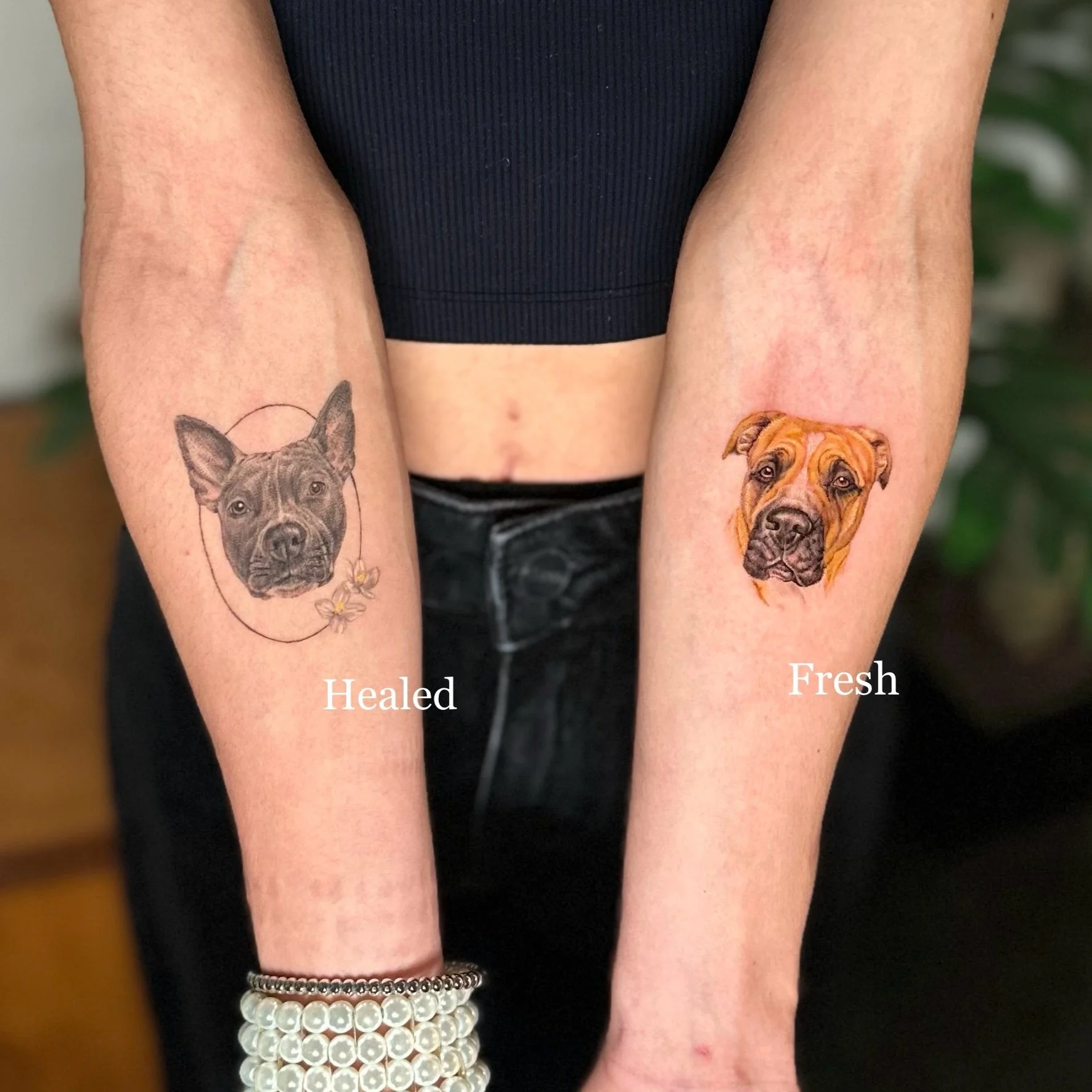 Two forearms with tattoos of dog portraits, with the left labeled 'Healed' showing a black and gray dog, and the right labeled 'Fresh' showing a colorful dog.
