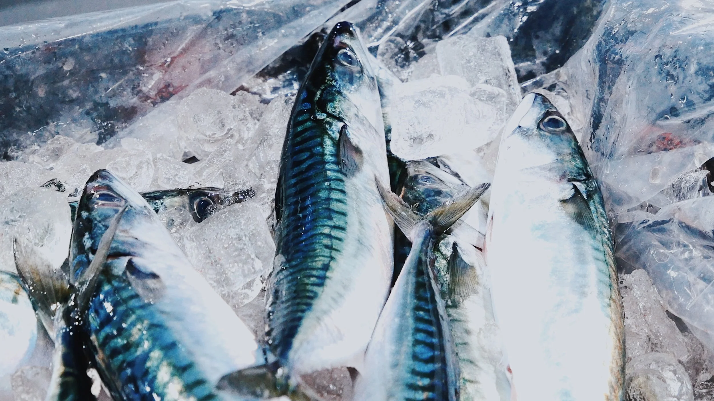 Maximum Seafood