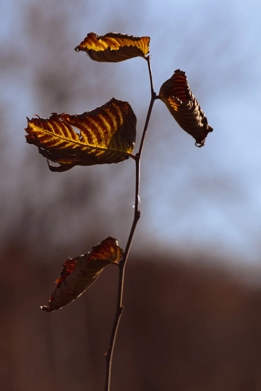 20201106-3Q8A2597.jpg