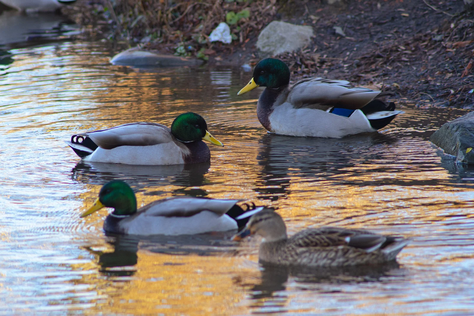 20201201-3Q8A4117.jpg