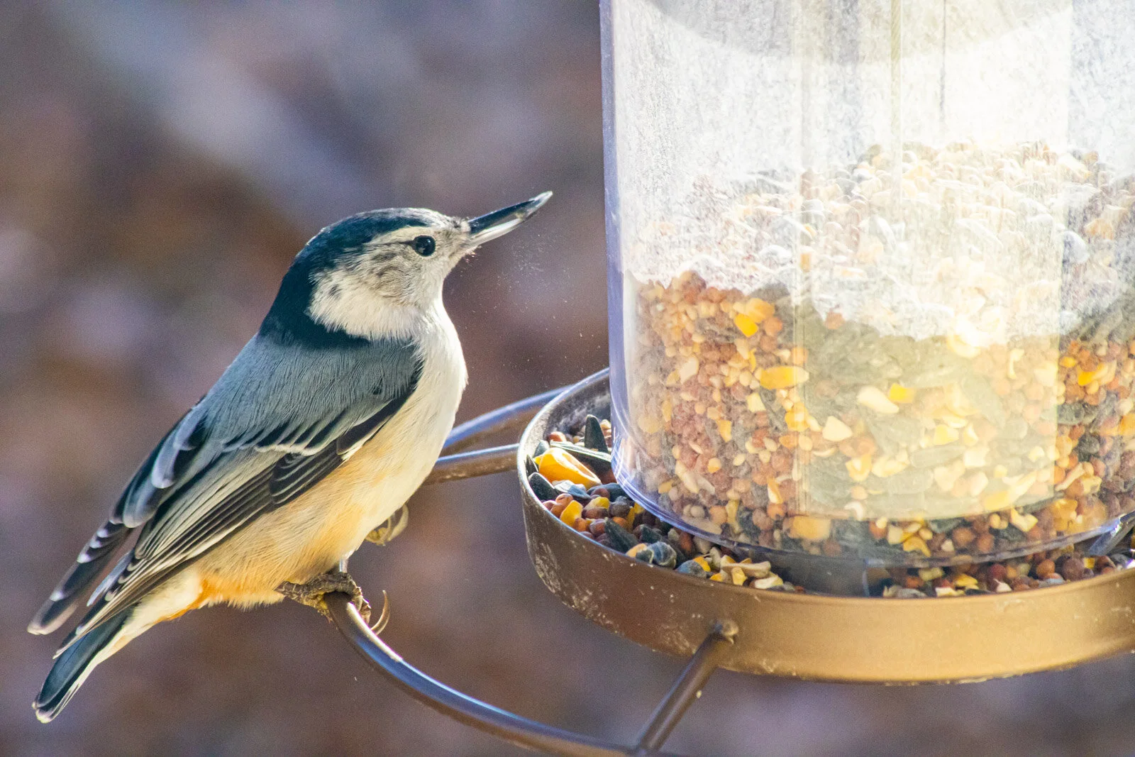 20201207-3Q8A4674.jpg