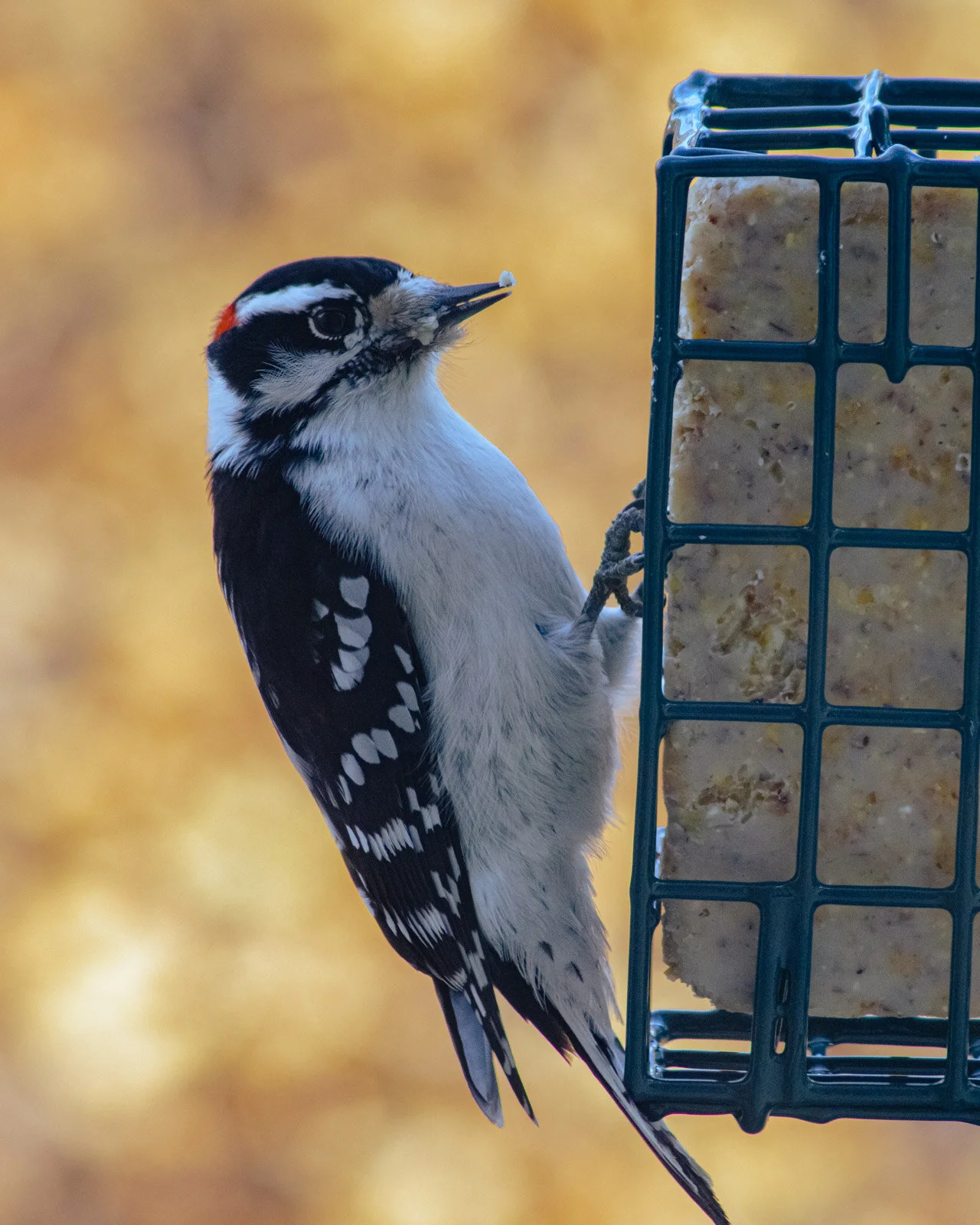 20201204-3Q8A4592.jpg