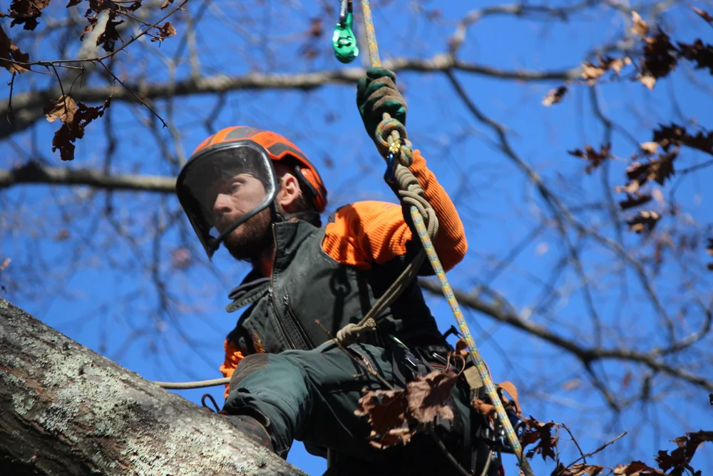 Ira_Friedrich_arborist_SmartFellerTreeworks_2.JPG