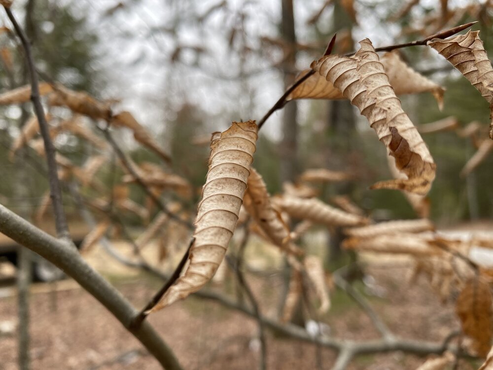  A young Beech does its winter thing. 