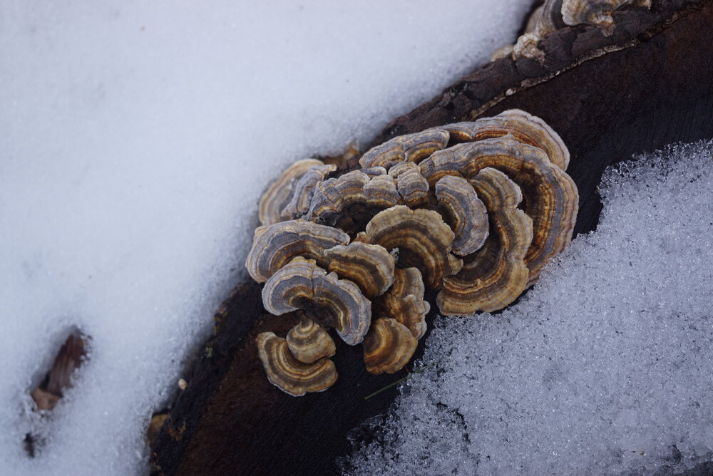  Beautiful fungi. 