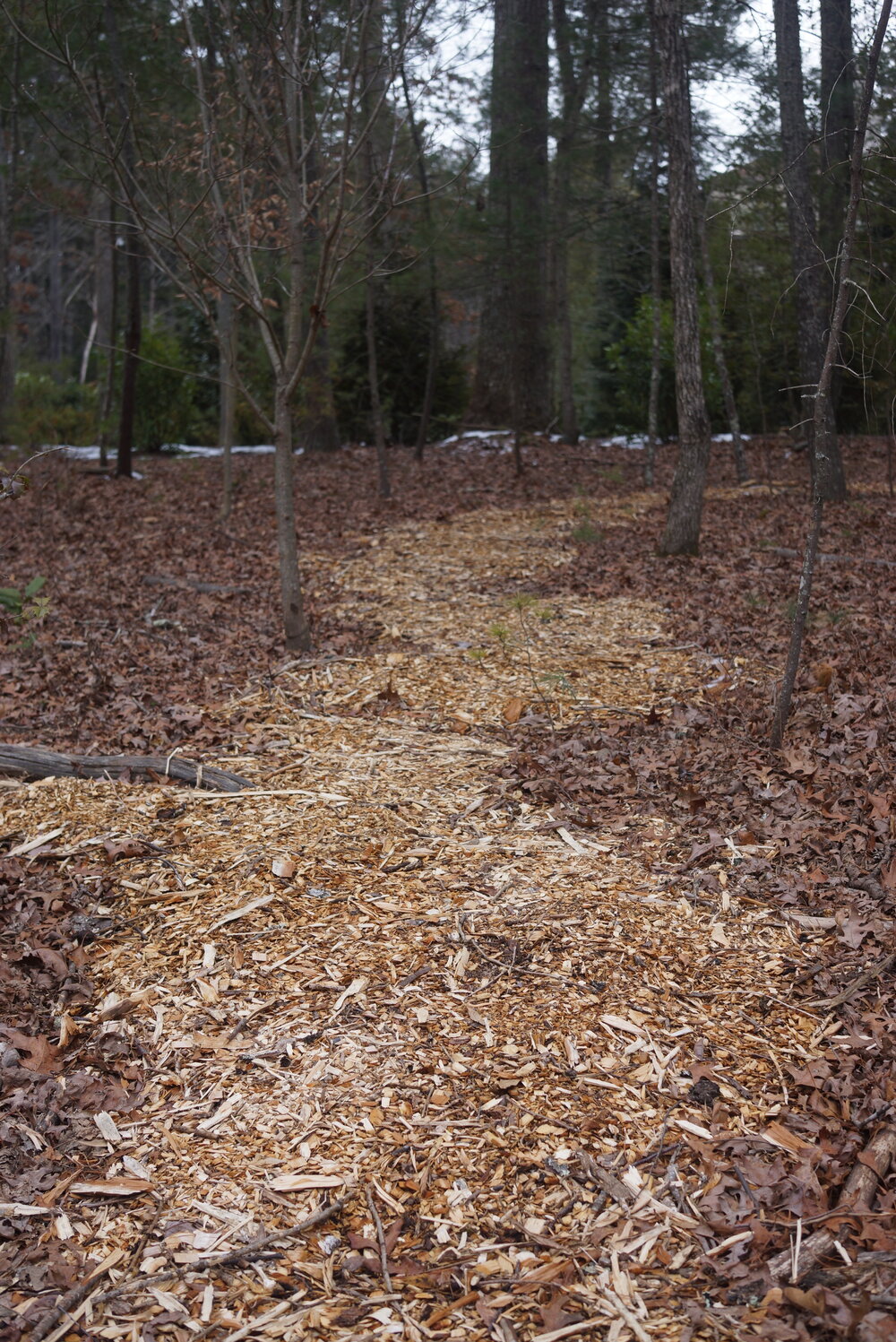  Our clients wanted to keep the forest intact and experience it. We put down this mulch path for their wanders. 