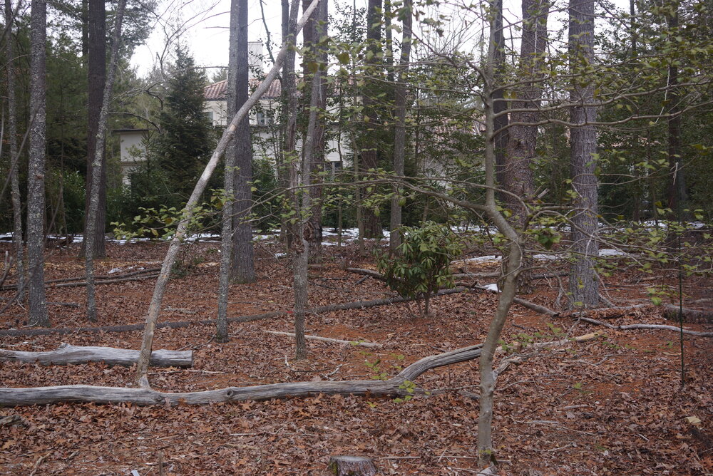  Rather than clearing the lot, the existing trees flourish and fall, integrating the law of the forest into the backyard. 