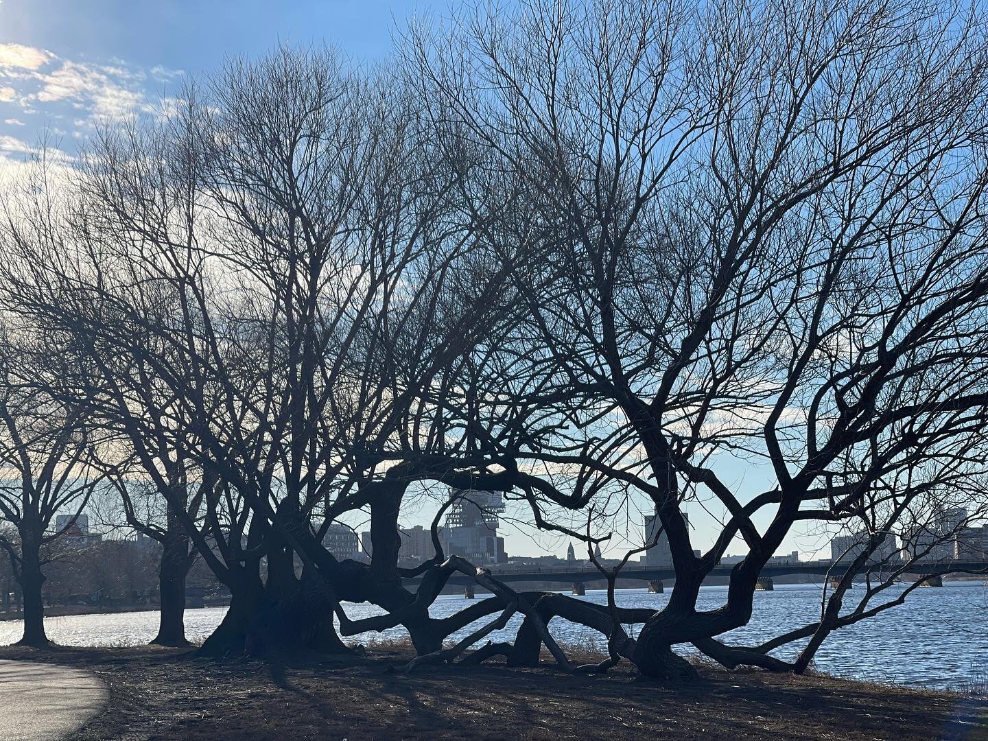My 2 and a half hour walk in freezing cold found me contemplating this beauty. One of my favorite trees at the esplanade island right by the river&rsquo;s edge. This sprawling tree epitomizes what I want to convey: Strong and grounded limbs; light an