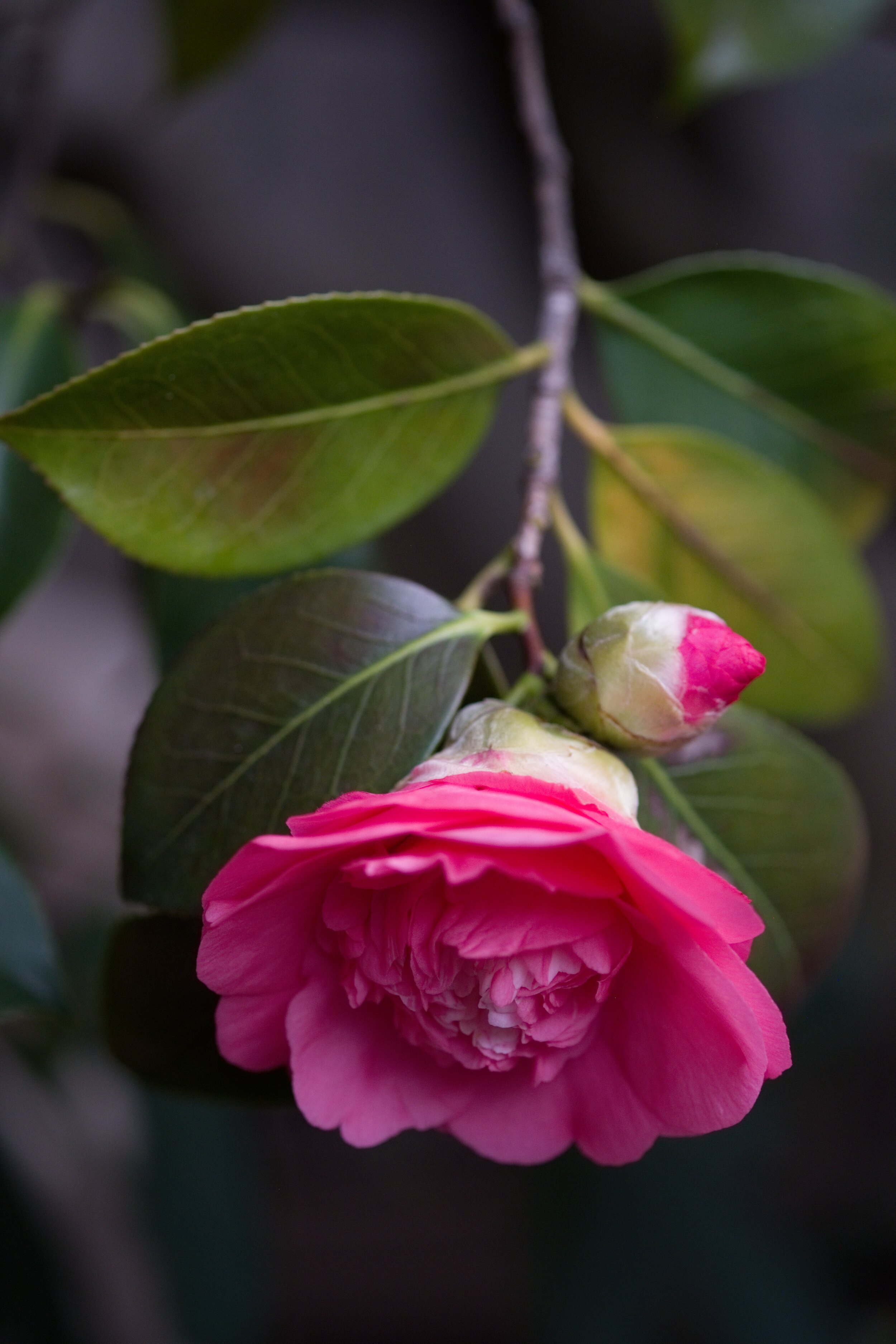 DSCF1715.jpg