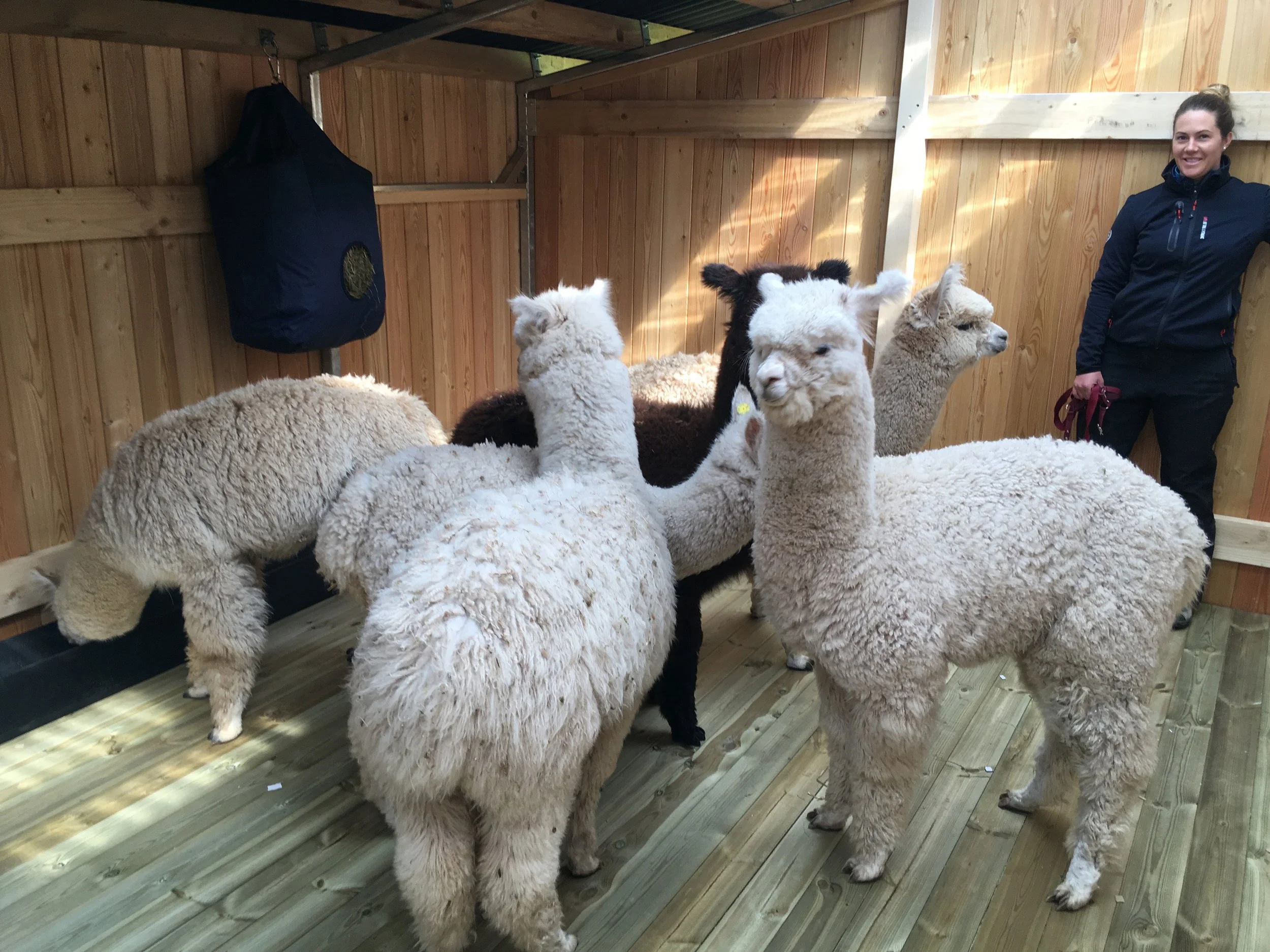 alpacas-in-field-shelter.jpg
