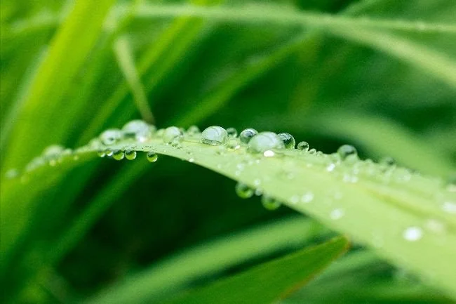 bright green leaves with droplets of water sitting on them