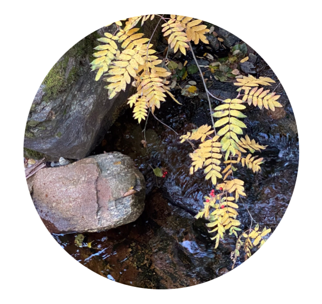 Autumn 2024 Silent Retreat