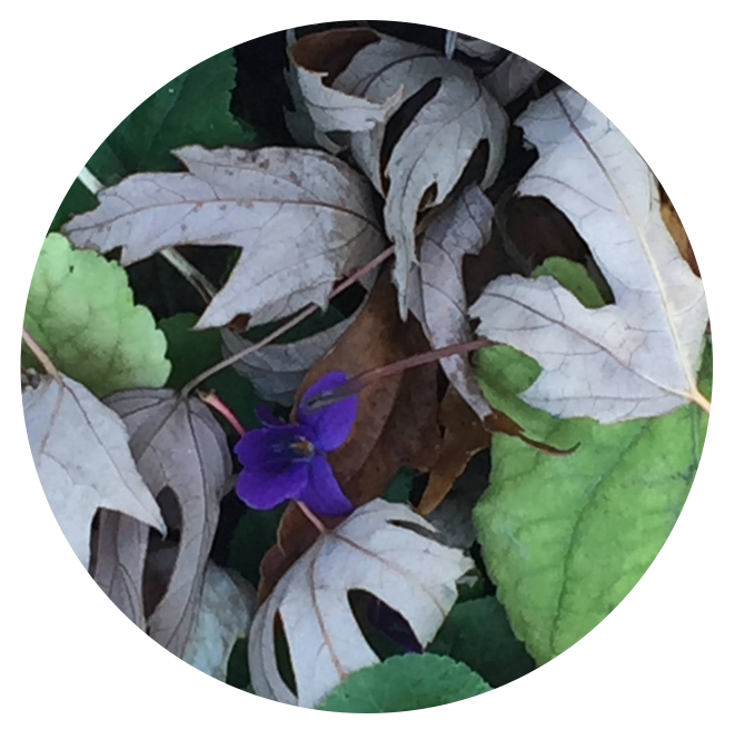 Autumn 2026 Silent Retreat 