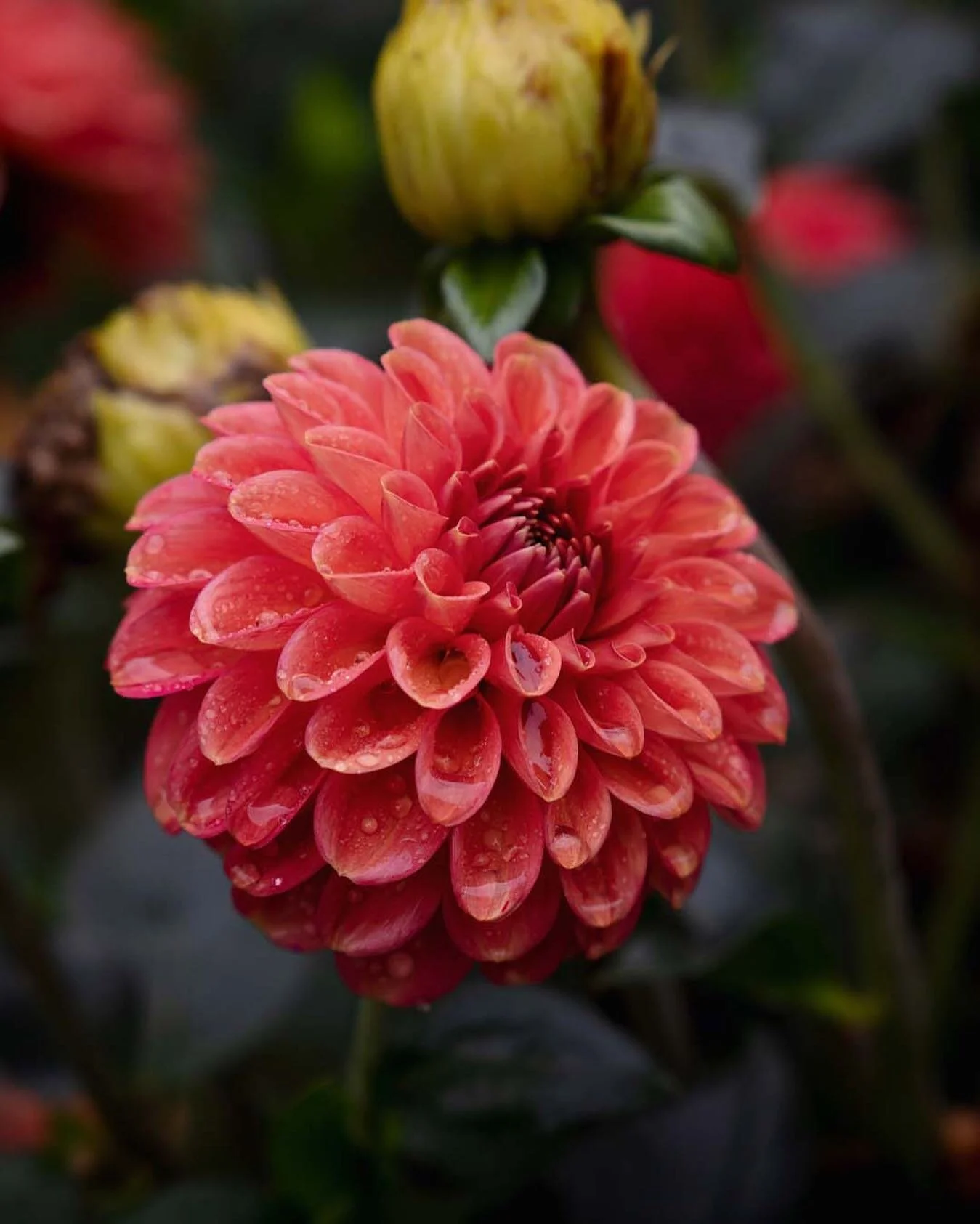 Vi på Dahlbogården kan vara med i livets olika händelser. Vi kan föreviga de lyckligaste dagarna i livet men även omhänderta er i svåra stunder. På vårt vackra loft kan man sitta enskilt med sina n&au