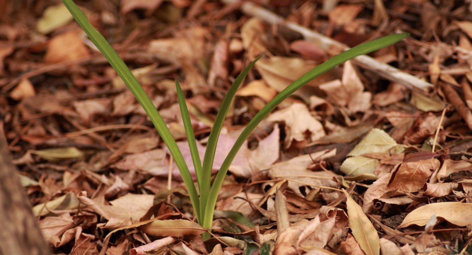 Be-leaf You Can Make a Difference! Small Ways to Have an Environmentally Conscious Fall