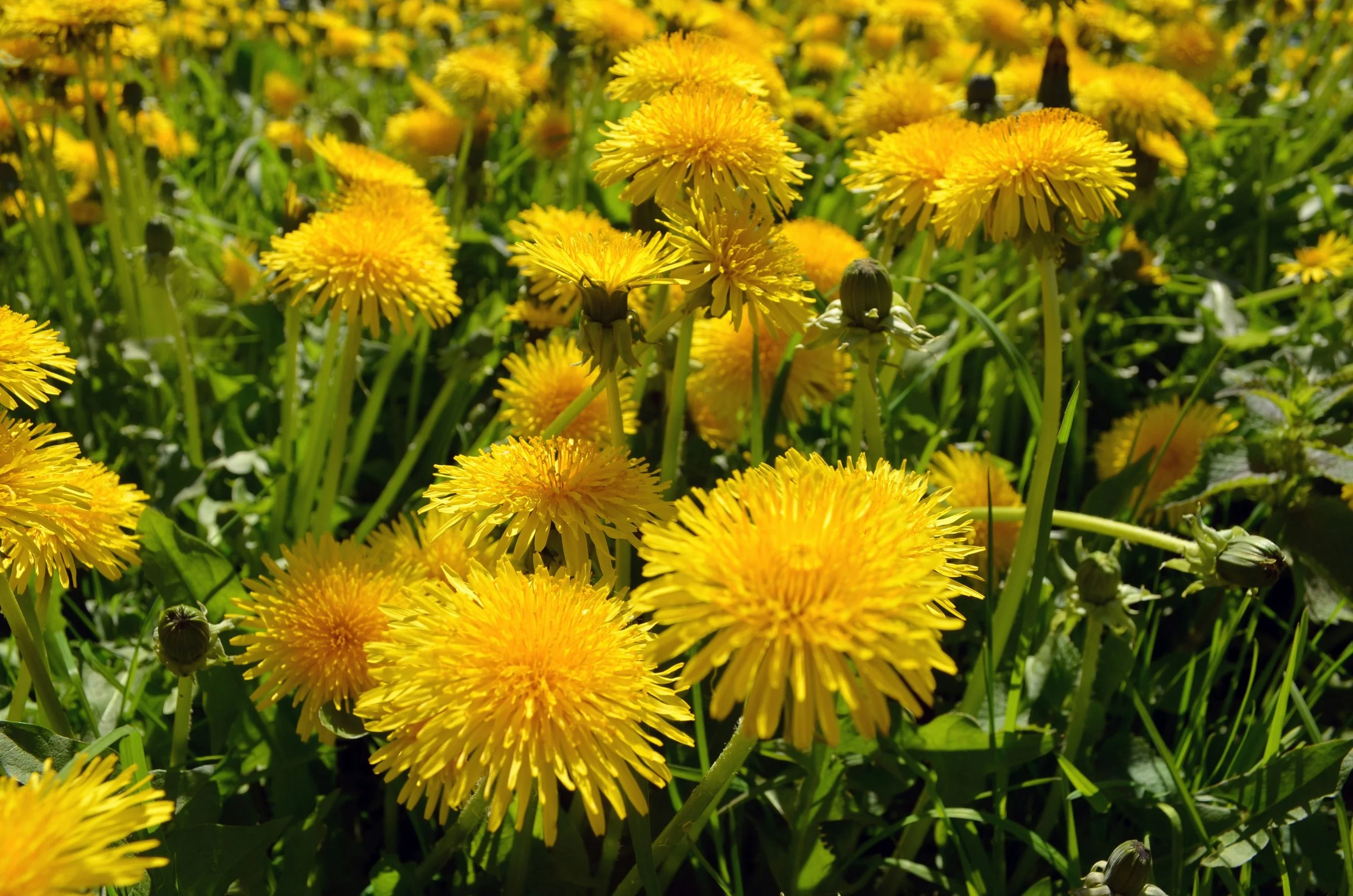 The Weeds are Winnings (And, That’s Right!)