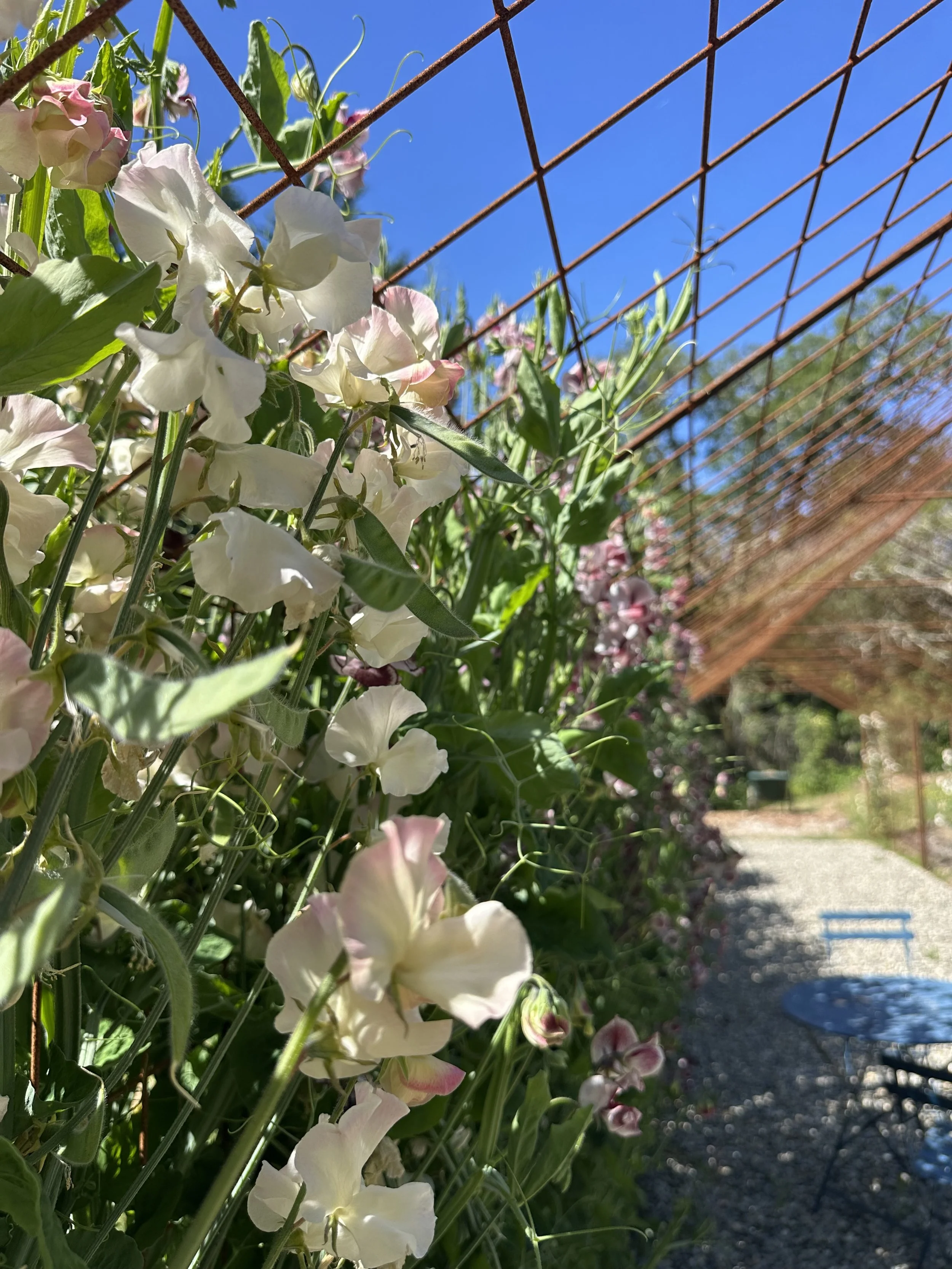 Sweet Peas_Sebastopol_D. Smith Garden Consultation