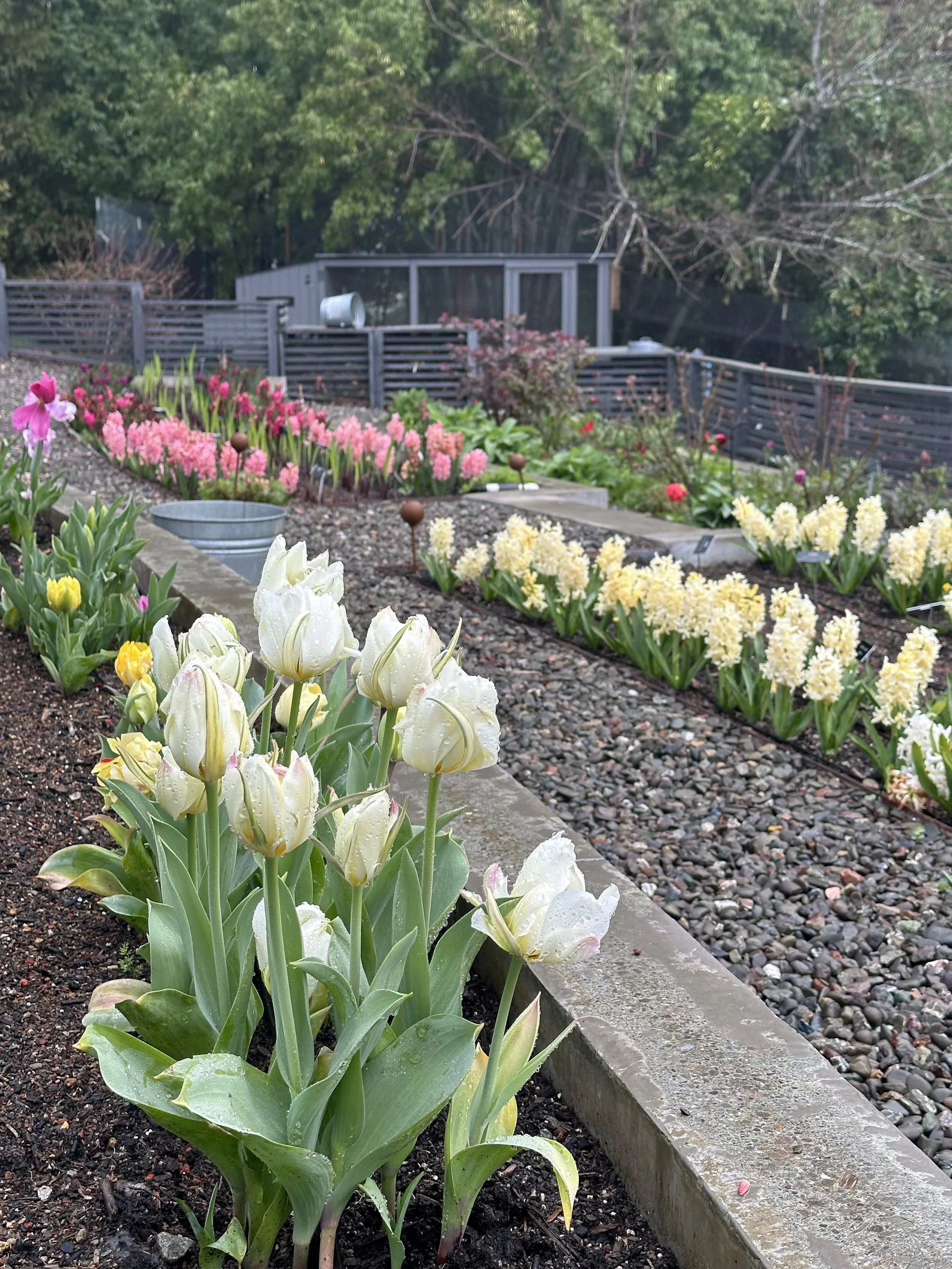 Tulips_Sebastopol_2024_D. Smith Garden Consultation
