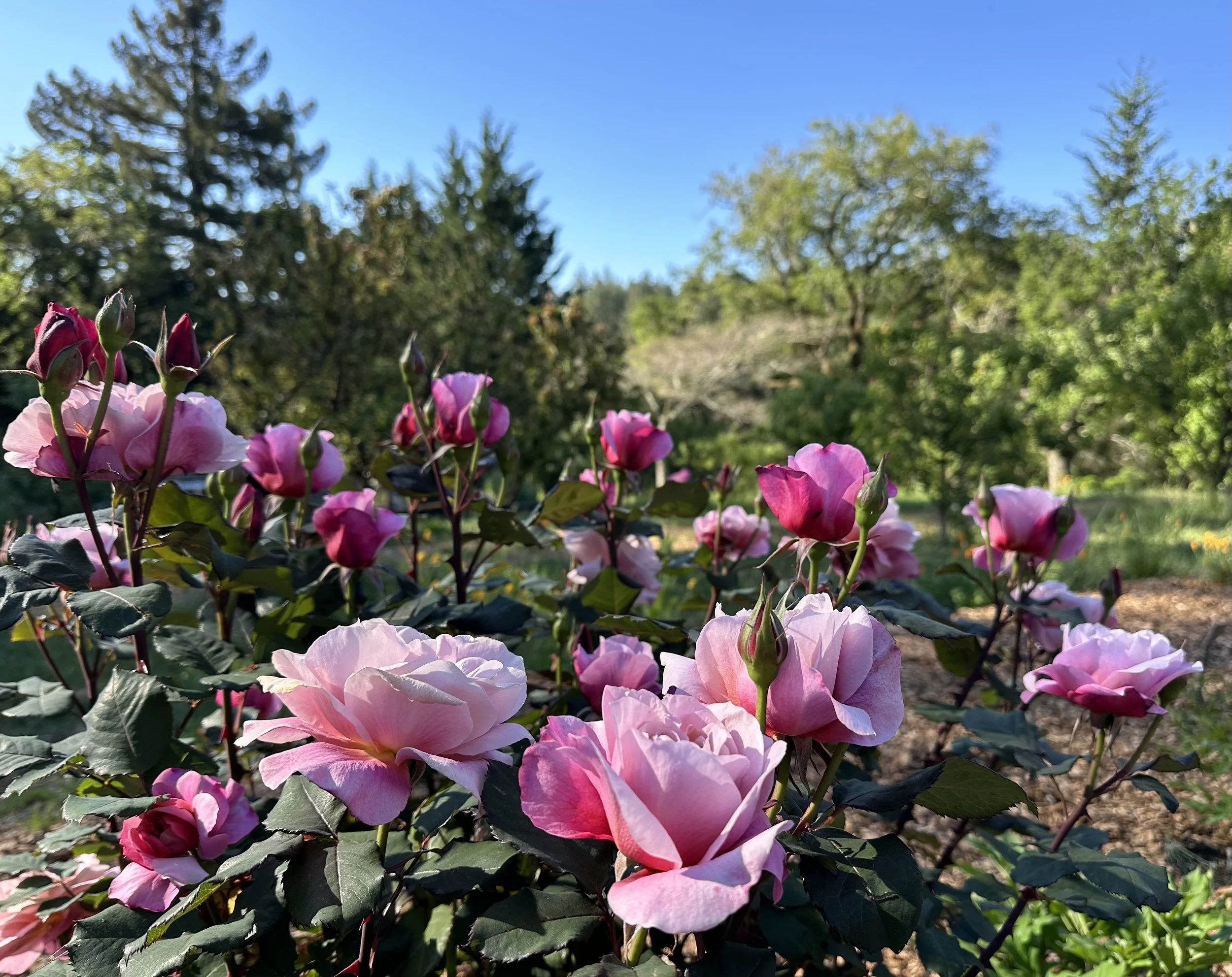 Distant Drums Rose_Sebastopol_D. Smith Garden Consultation